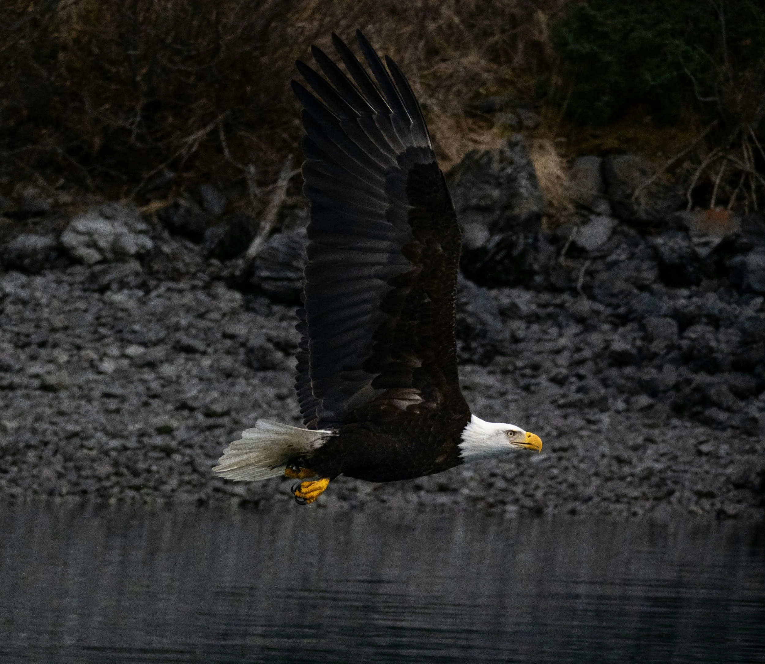 The Soaring Predators of Gustavus: Discovering Alaska's Birds of Prey and Their Epic Fishing Hunts