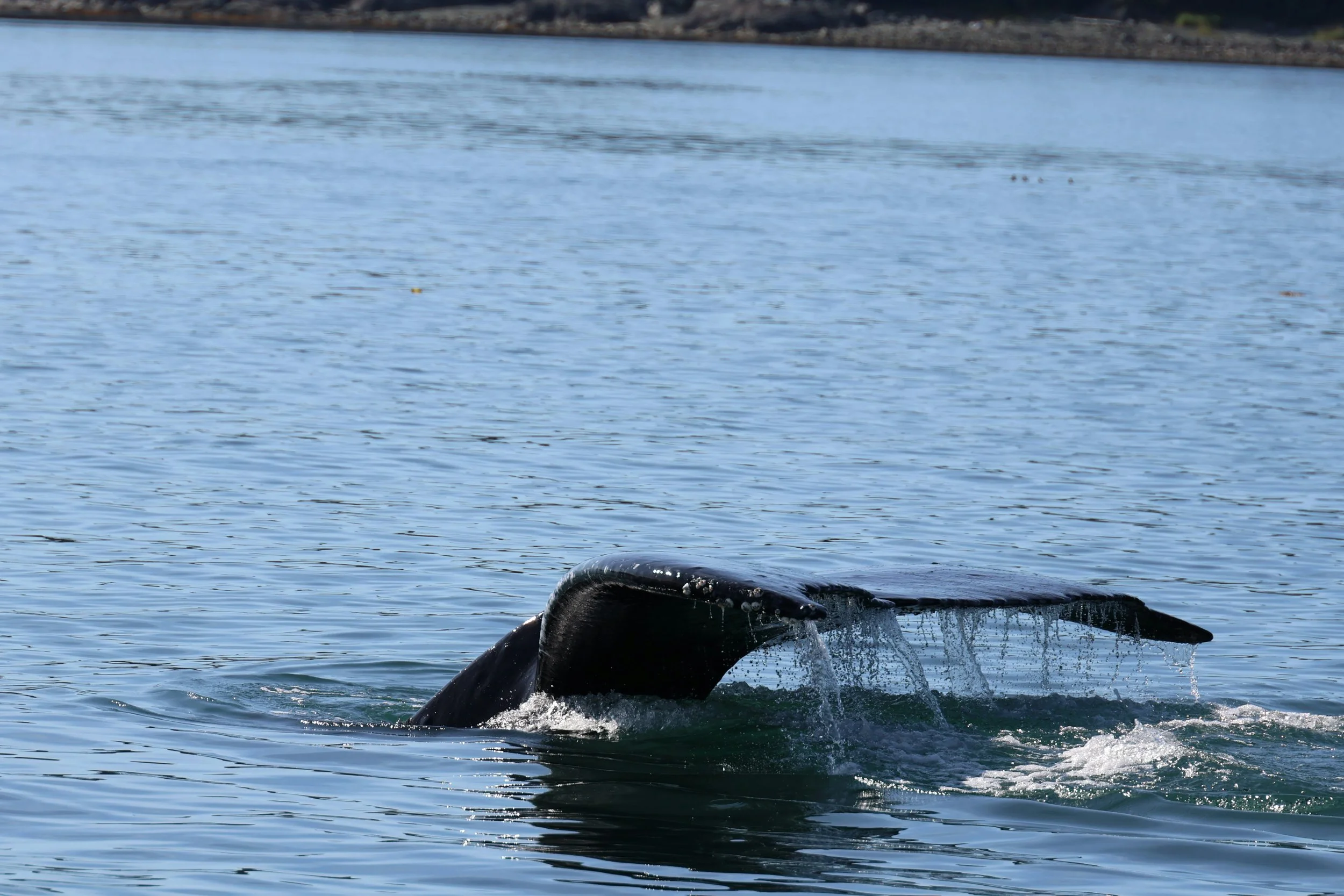 The Giants of Icy Strait: Discovering Alaska’s Whales and Their Epic Feeding Displays in Gustavus