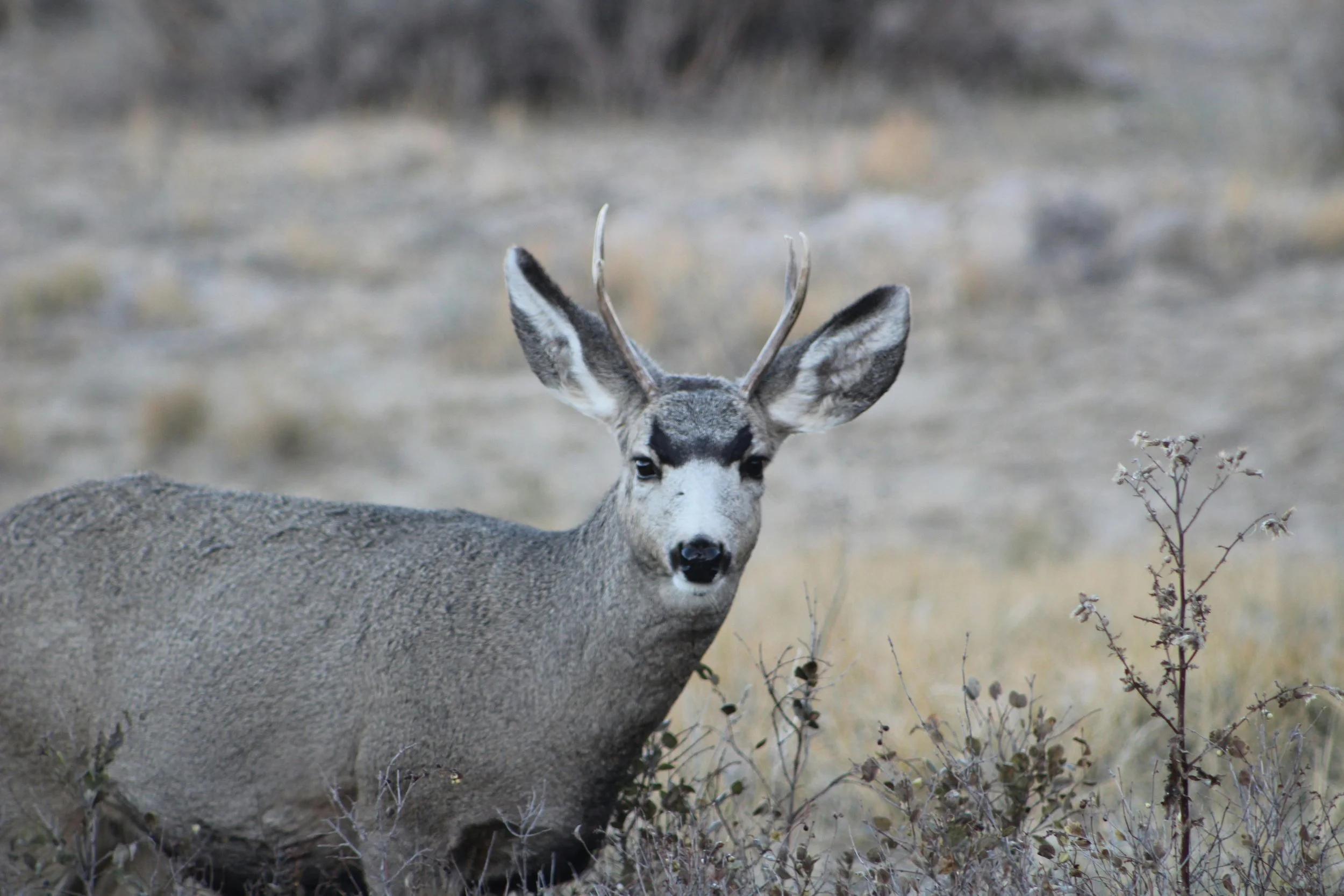 Blacktail Deer Hunting in Southeast Alaska: Why Gustavus Is the Underrated Hunter’s Paradise