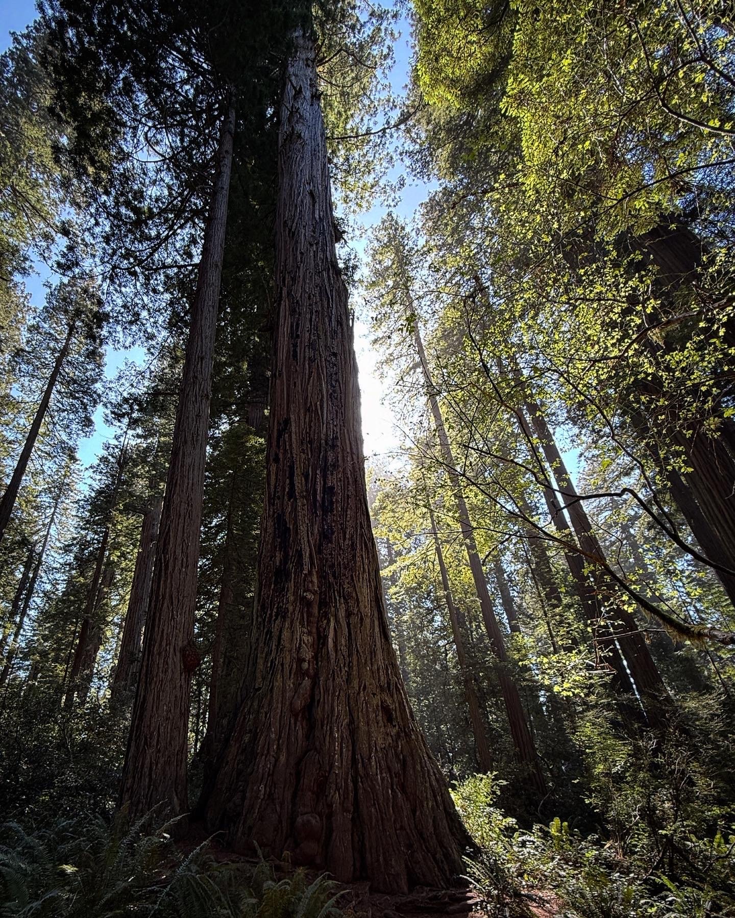 Tall redwood trees in a dense forest with sunlight filtering through the green foliage.
