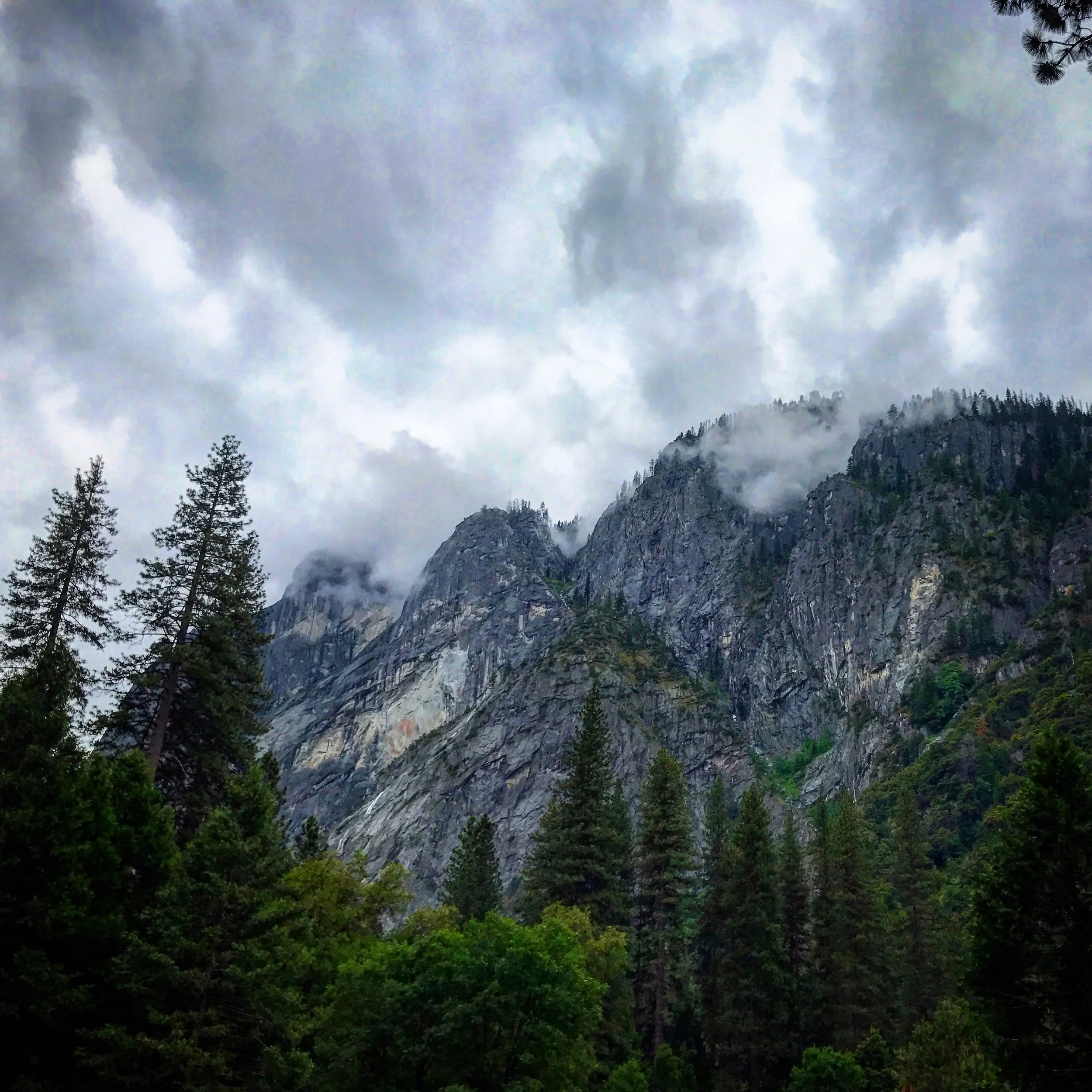 Landscape of tall evergreen trees with mountainous cliffs in the background, partially obscured by clouds and mist.