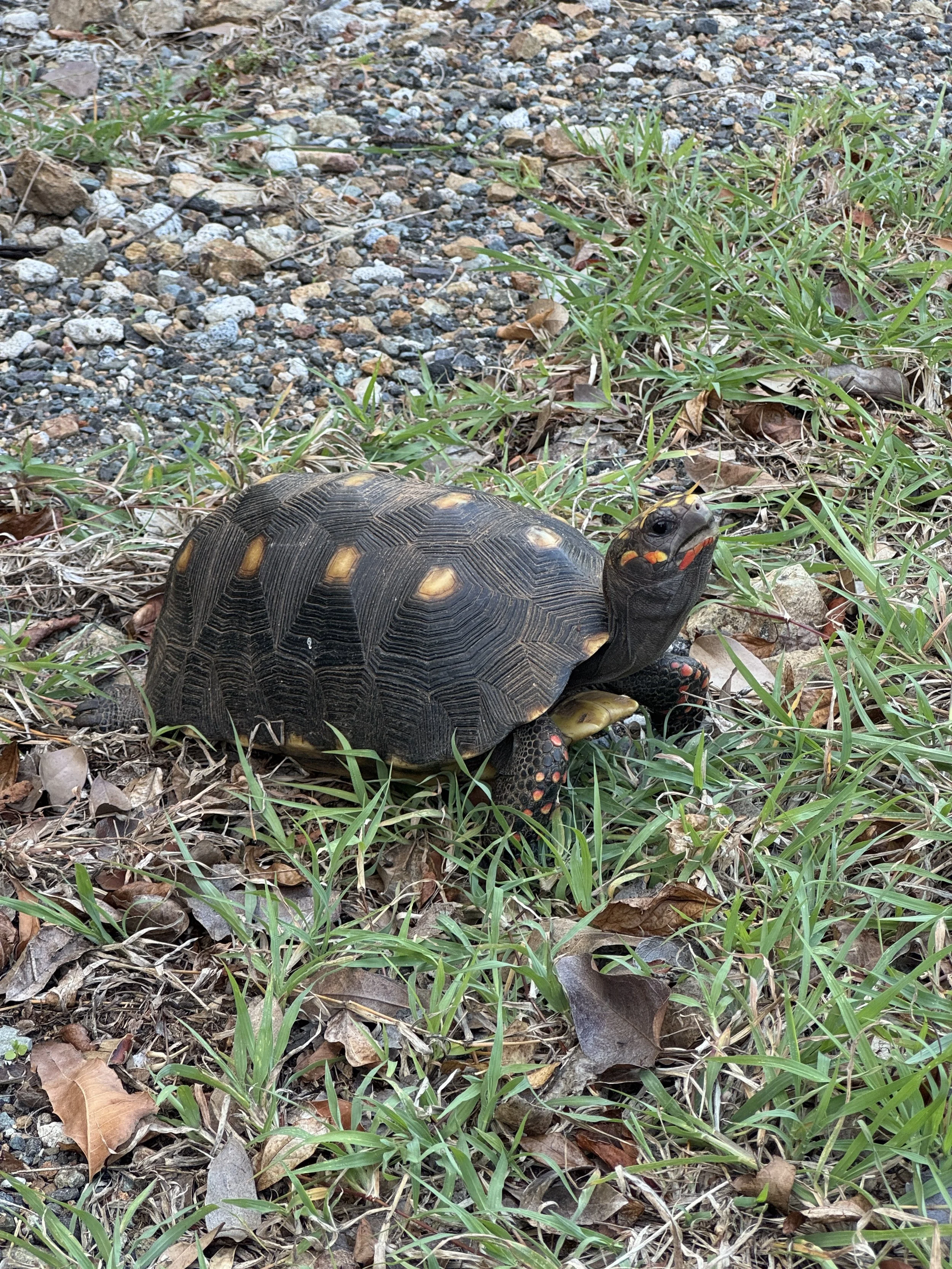 Red-footed Tortoise on Water Island