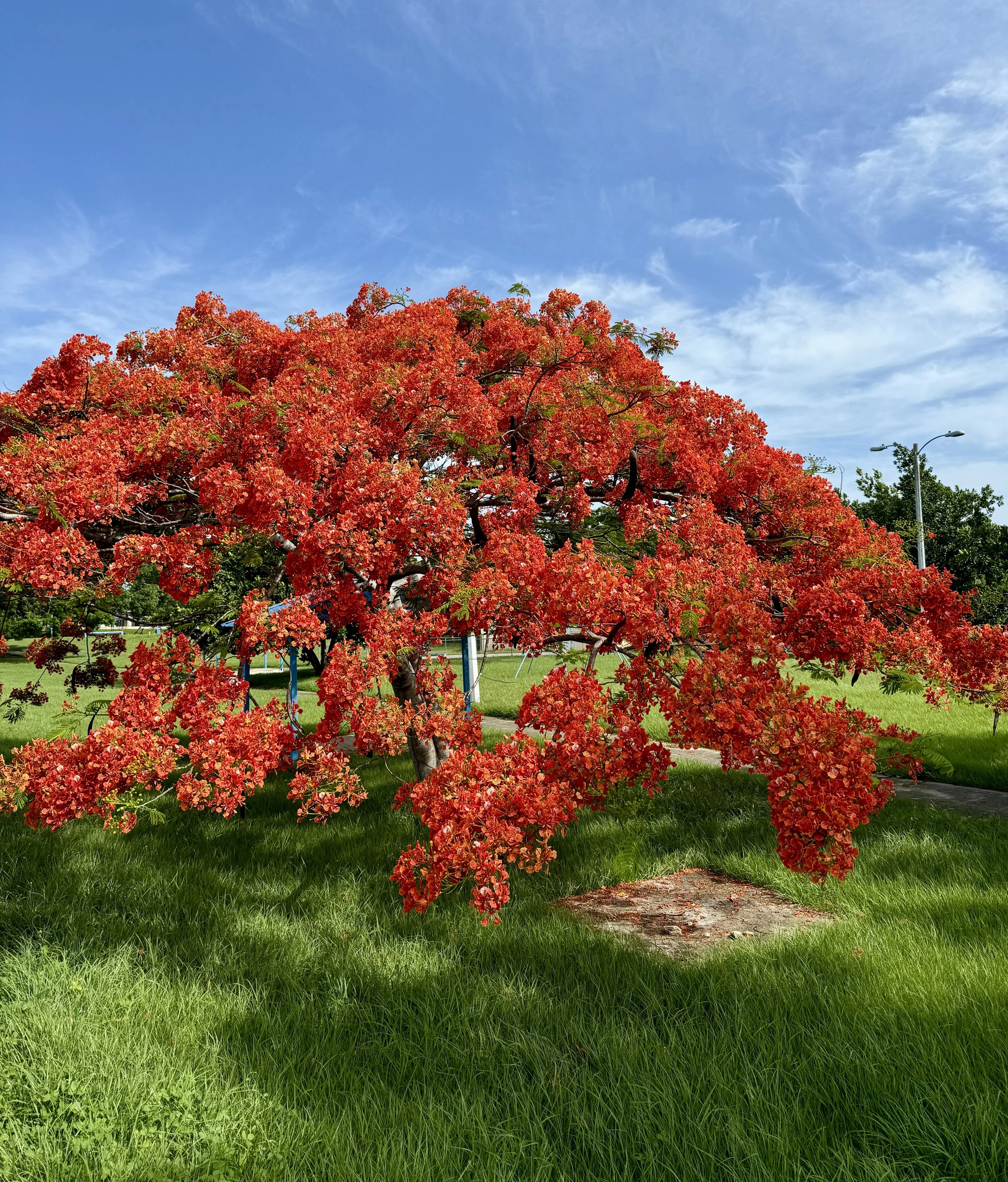 Flamboyant Tree in Cabo Rojo Puerto Rico