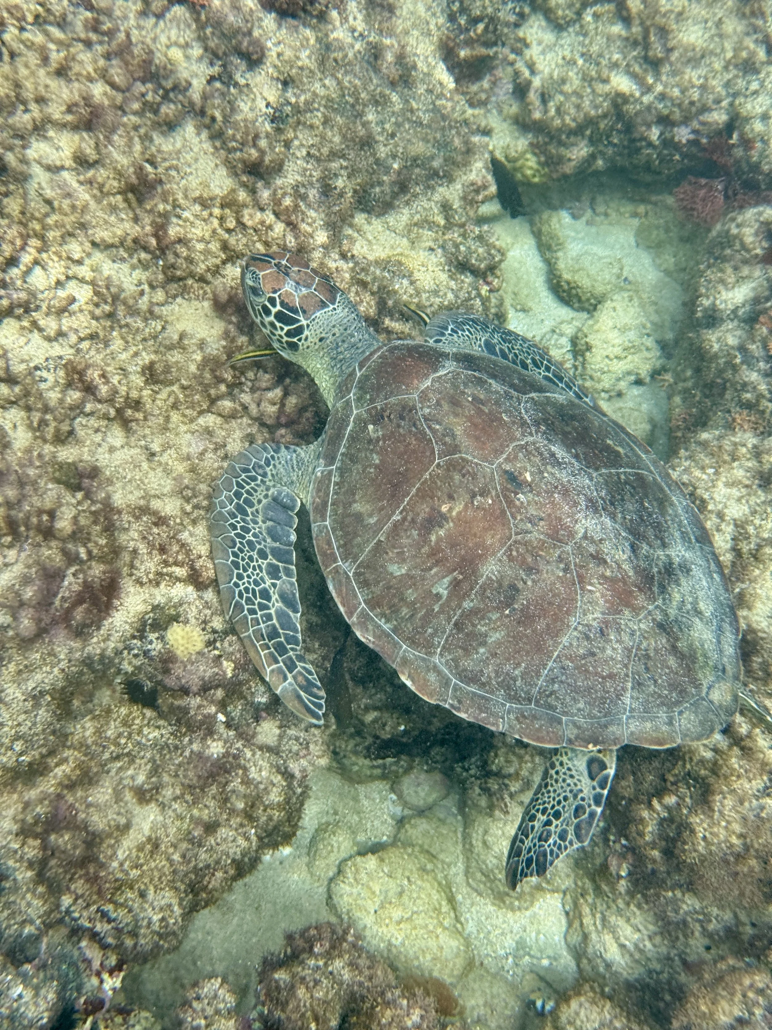 Sea Turtle Snorkeling at Pena Blanca Aguadilla Puerto Rico