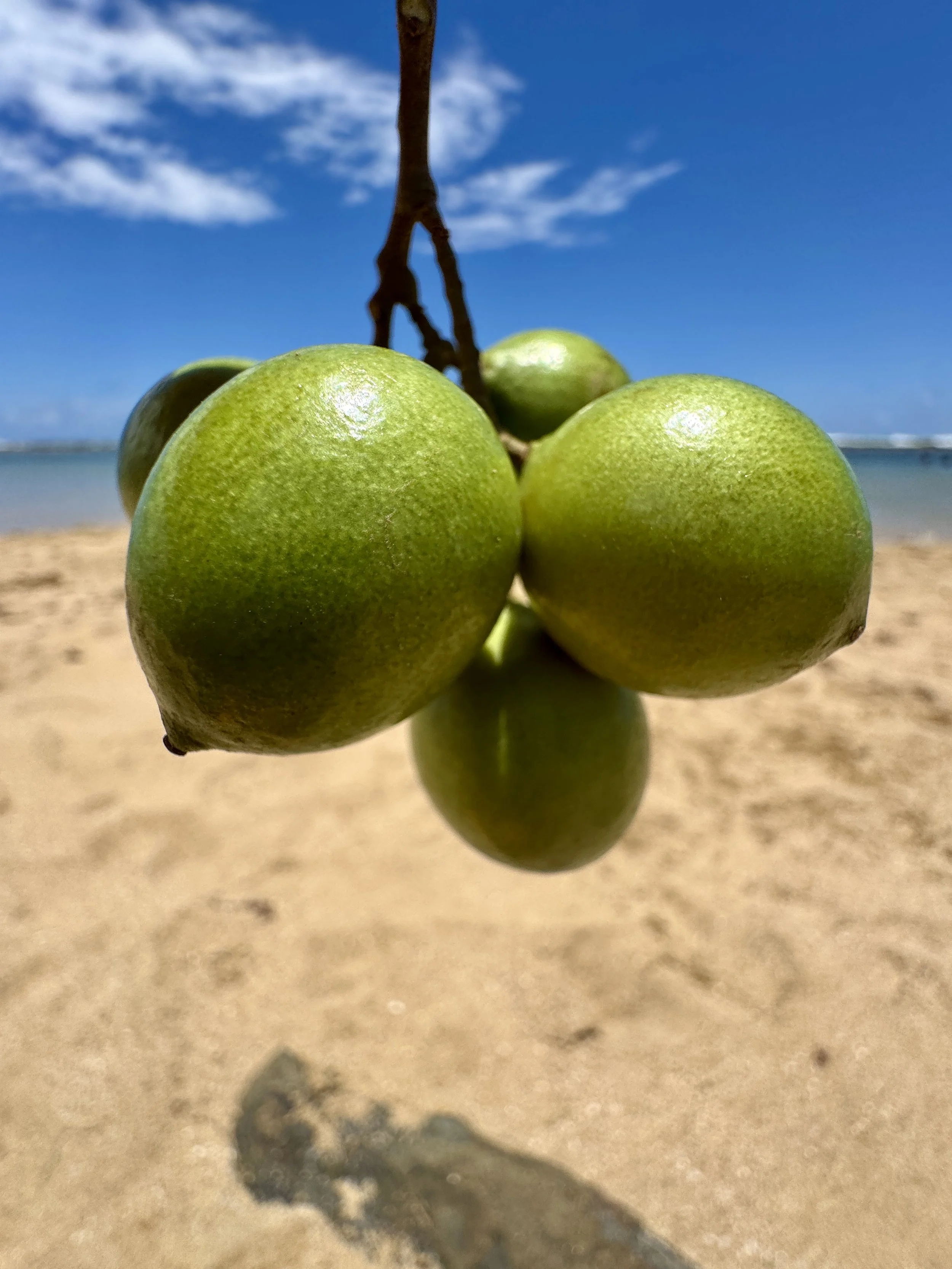 Quenepas Fruit Spanish Limes Puerto Rico