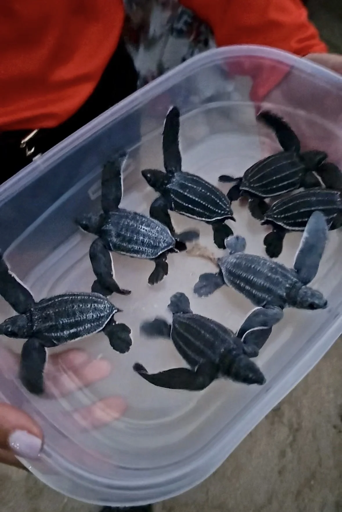 Turtle Hatchlings In Puerto Rico