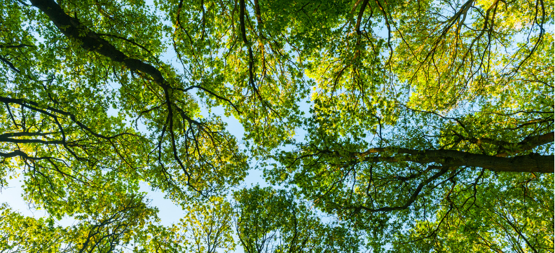 Photo of a tree canopy