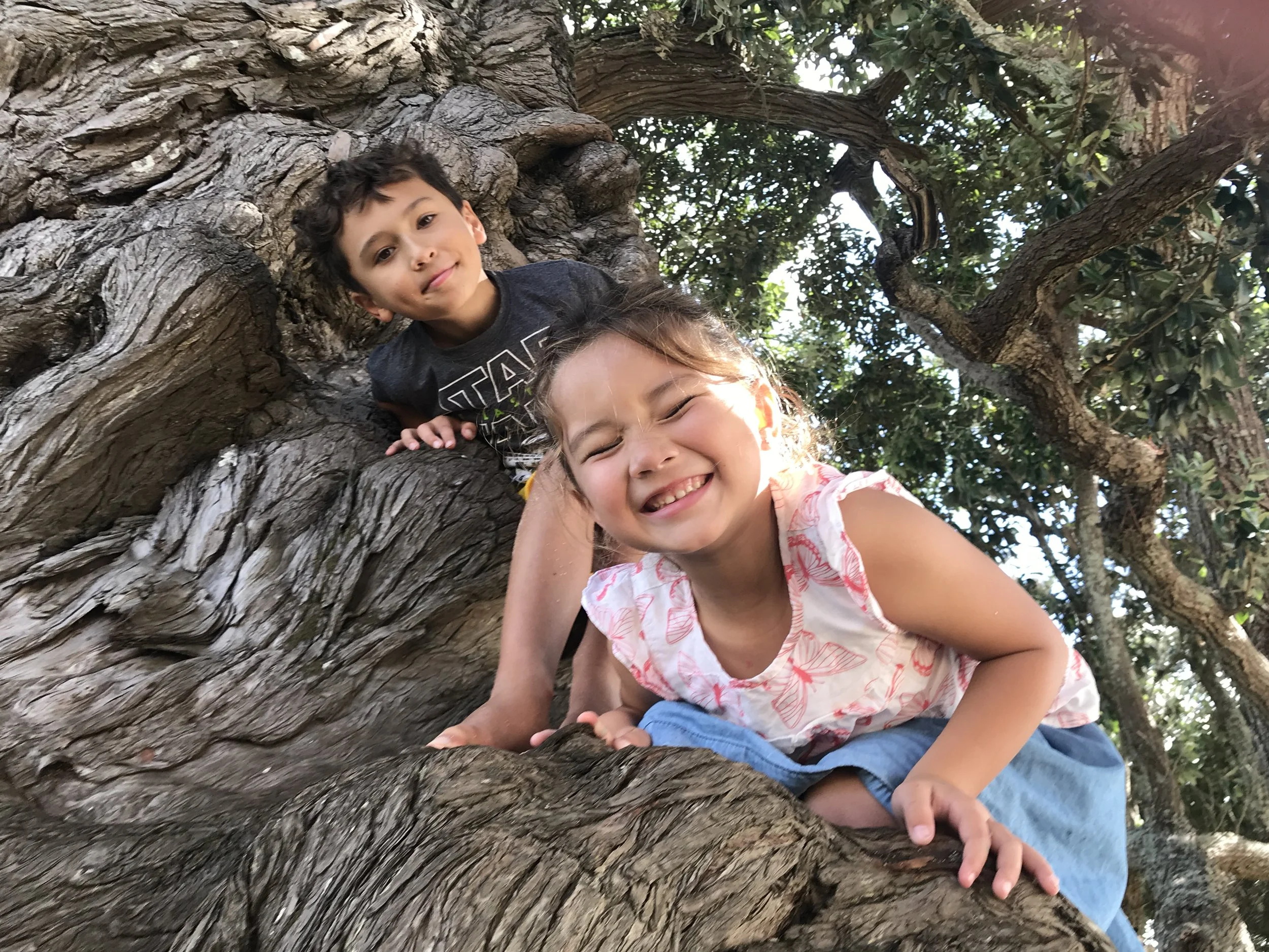 Children playing on a tree