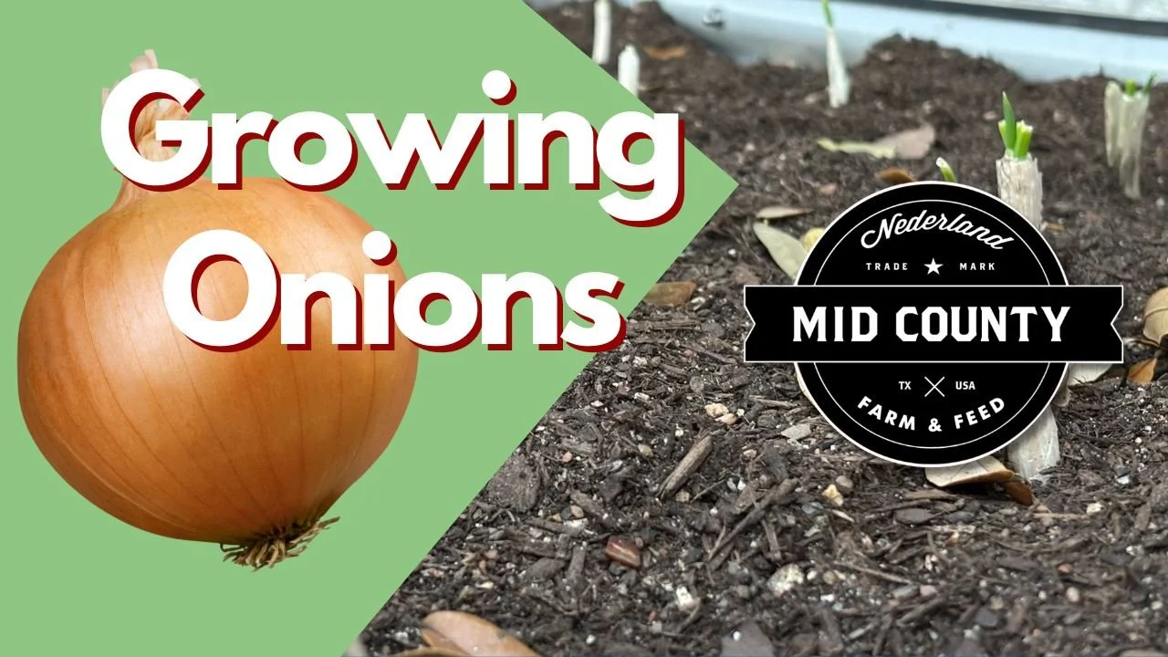 Growing Short-Day Onions in Zone 9a: A Complete Guide for Raised Bed Gardeners