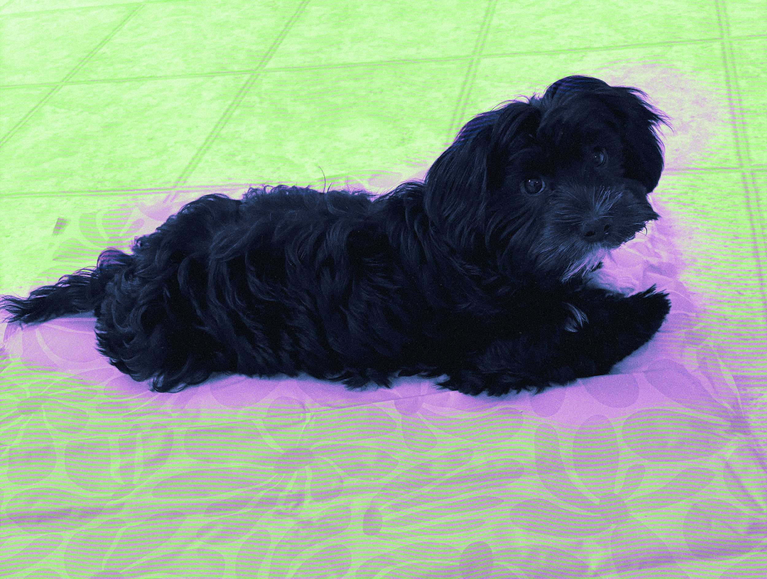 Why Every Creative Studio Needs a Dog: How Paloma Shapes Work at FifthHouse