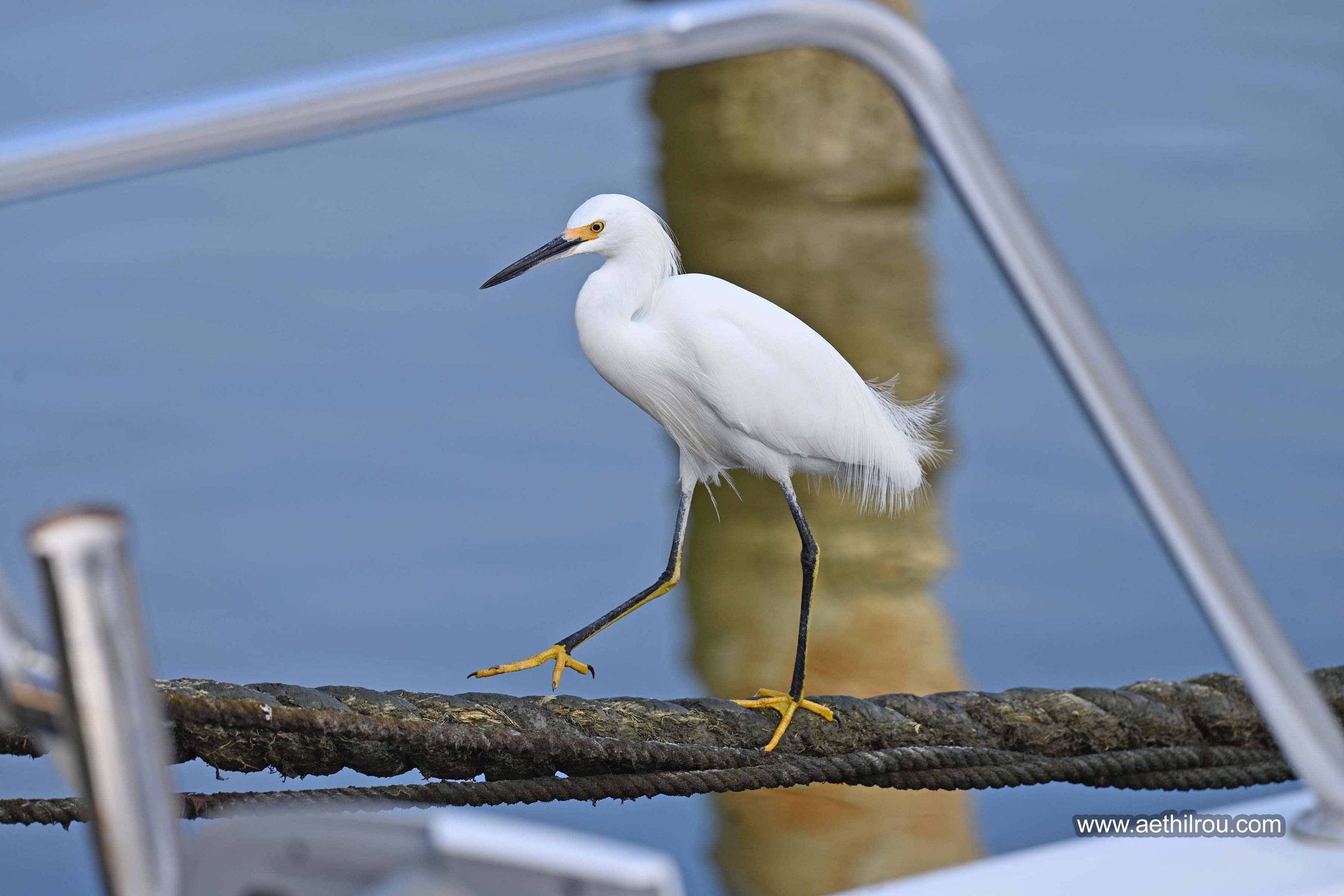 Egret3ae.jpg