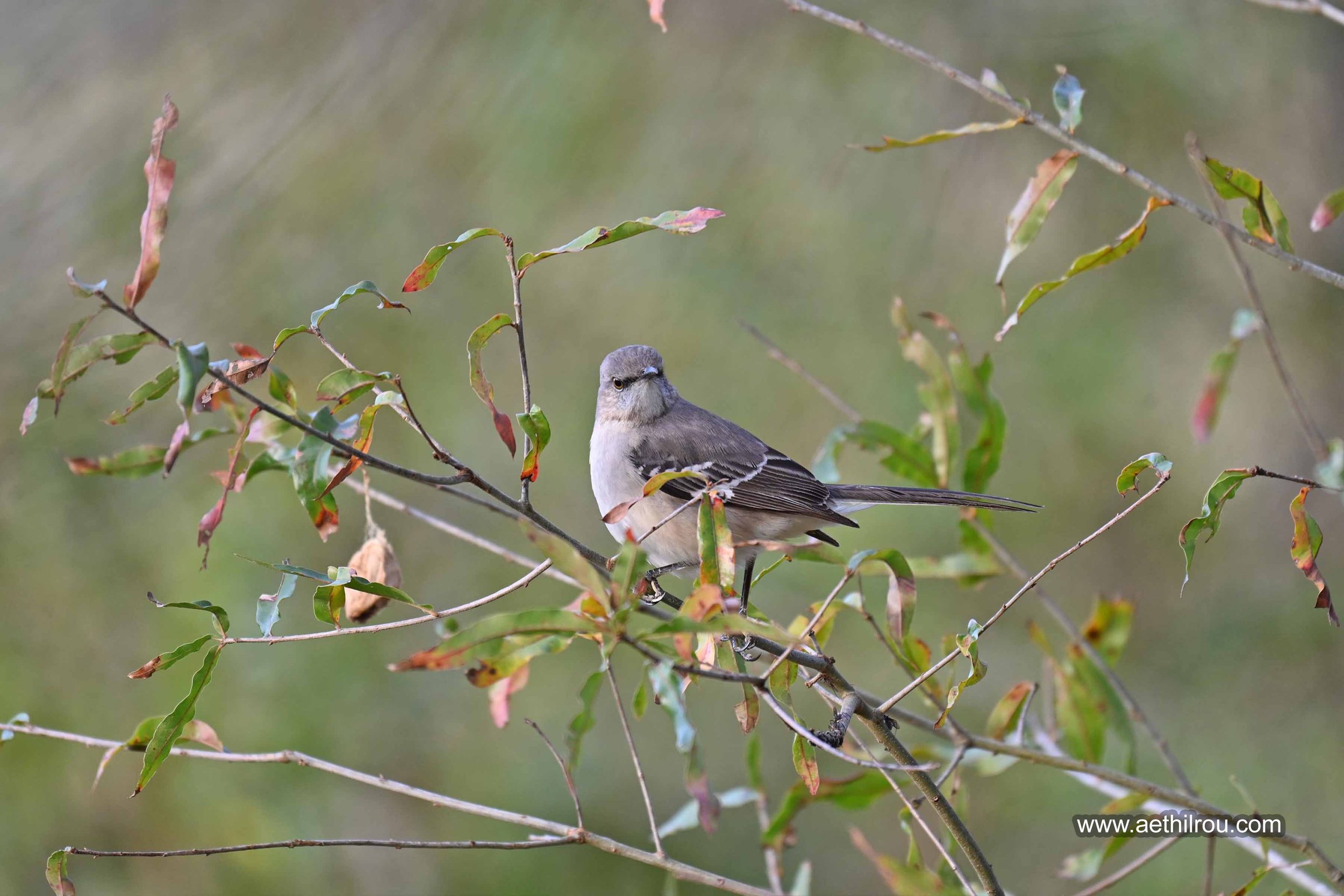 Northern Mockingbird