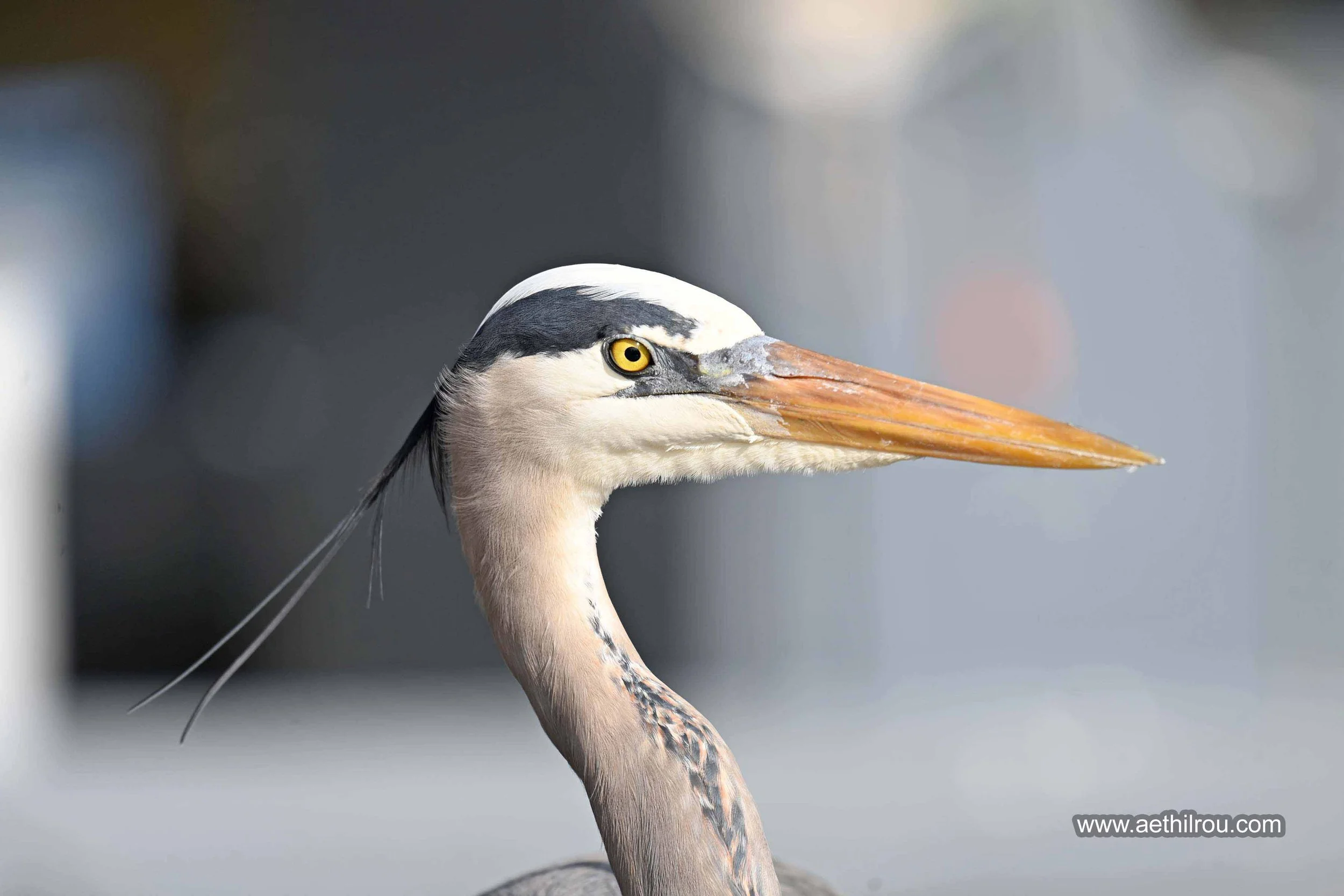 Heron5ae.jpg