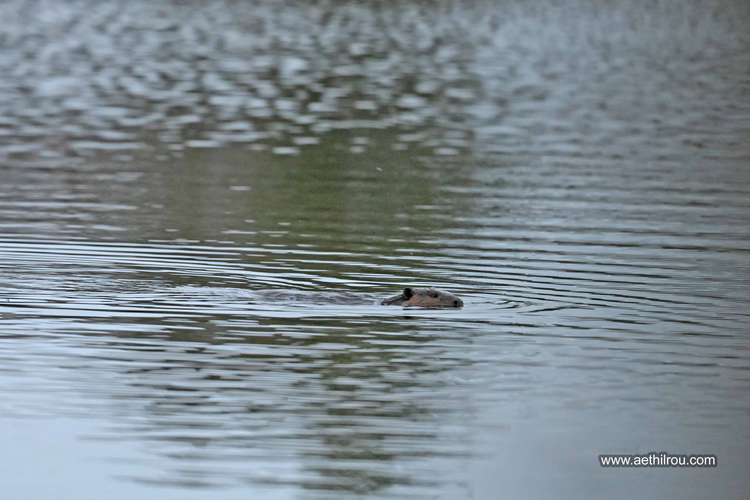 North American Beaver