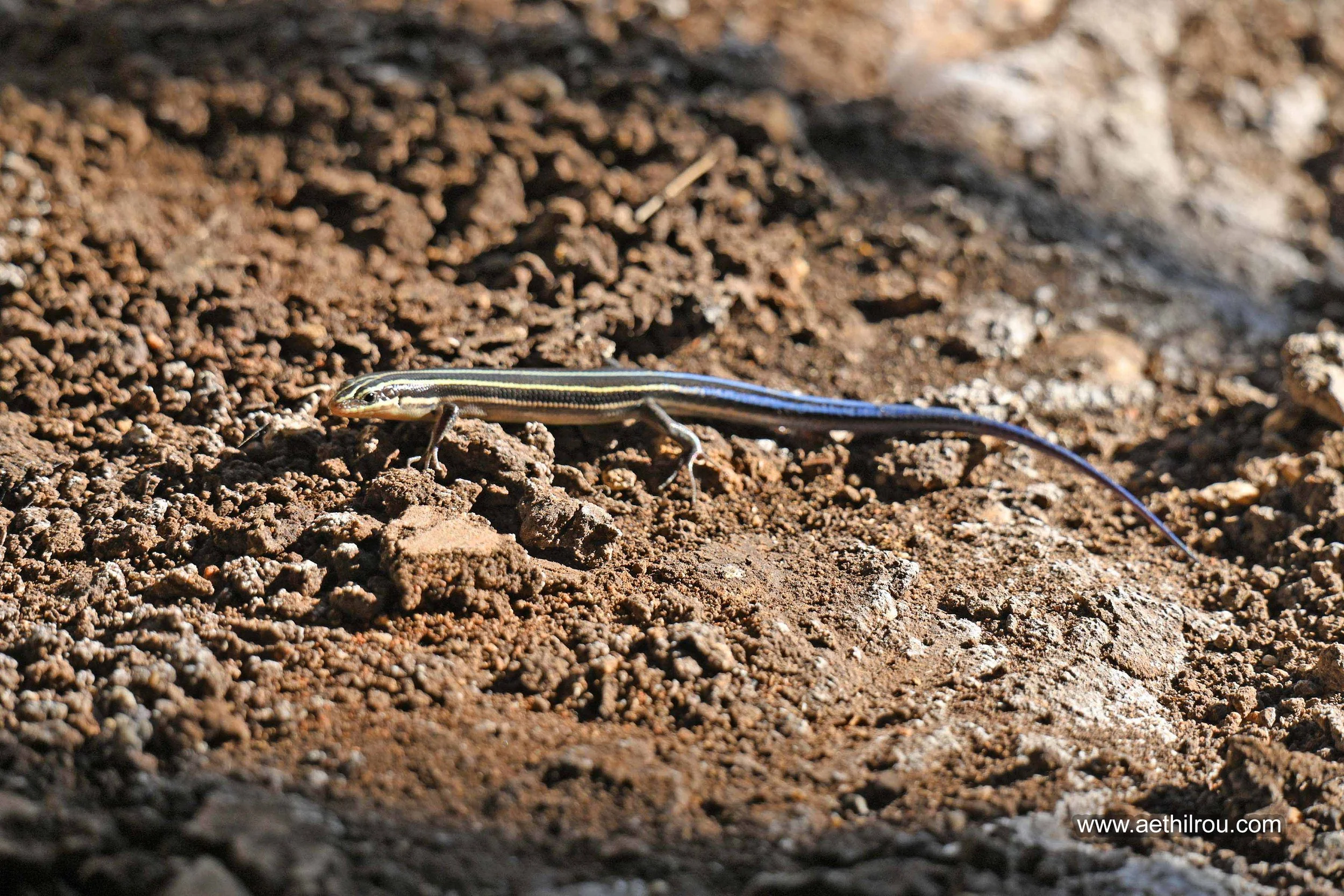 Five Lined Skink