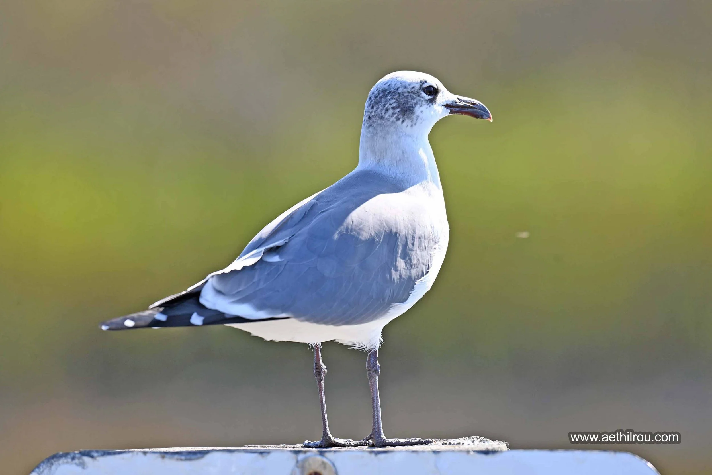 Laughing Gull