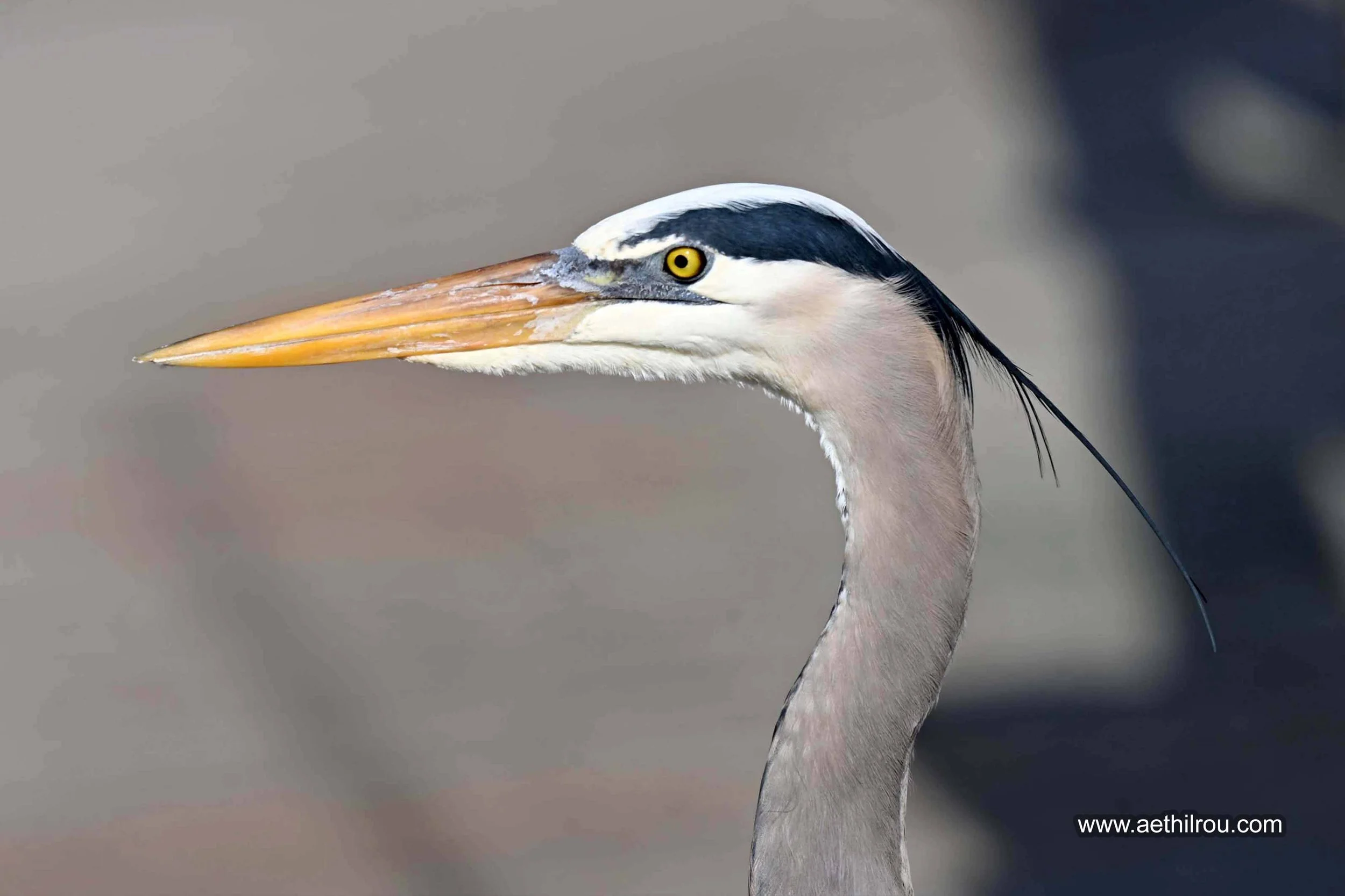 Great Blue Heron