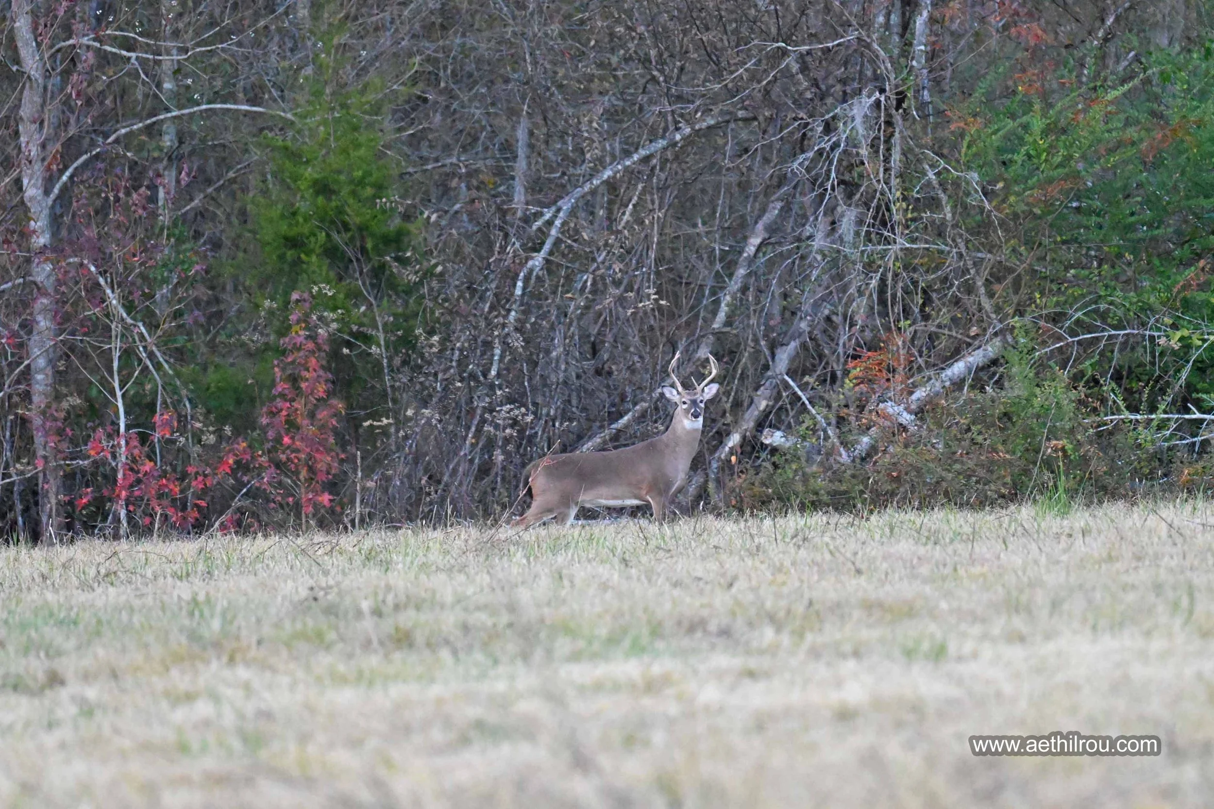 Whitetail Deer