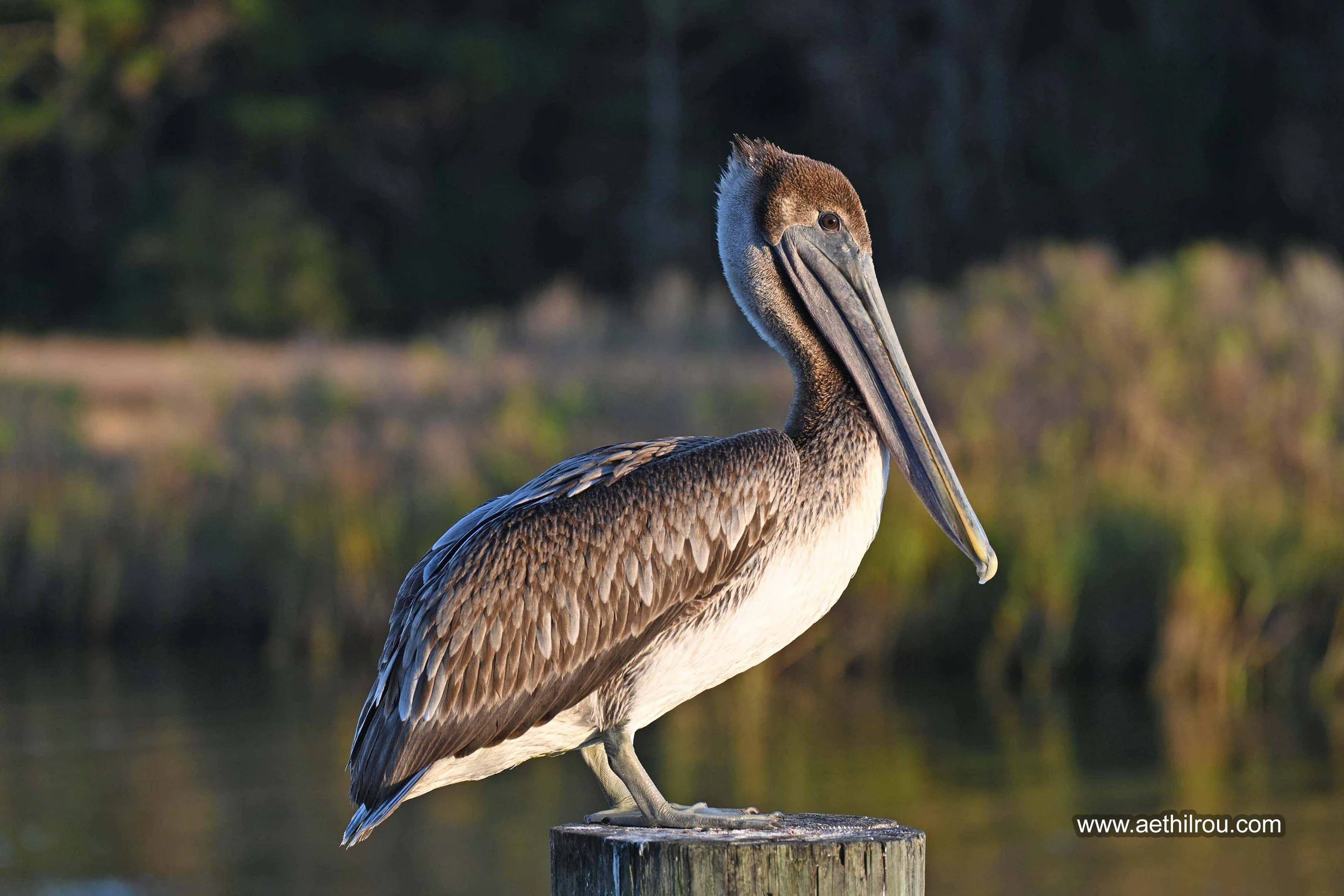 Brown Pelican