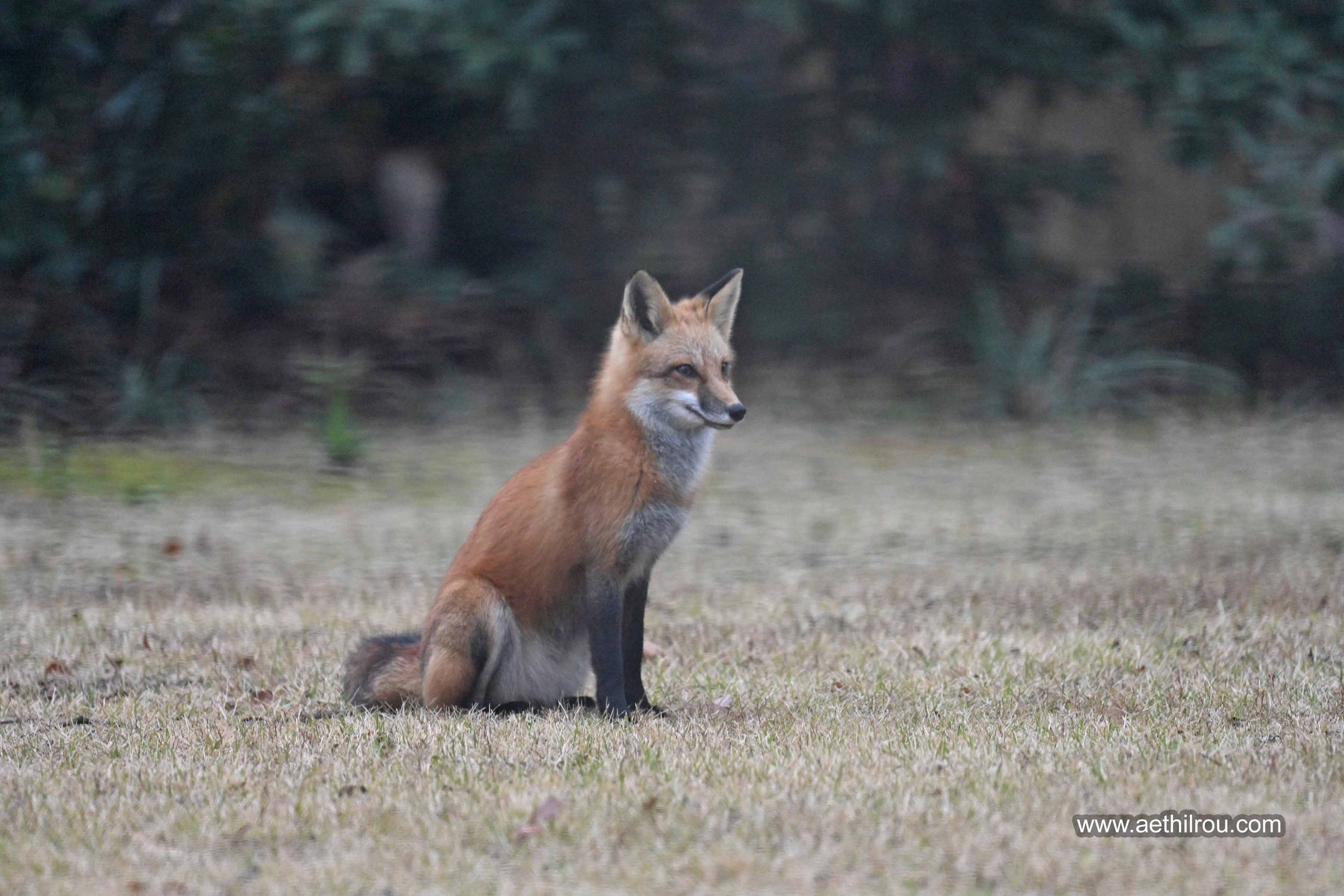 Red Fox