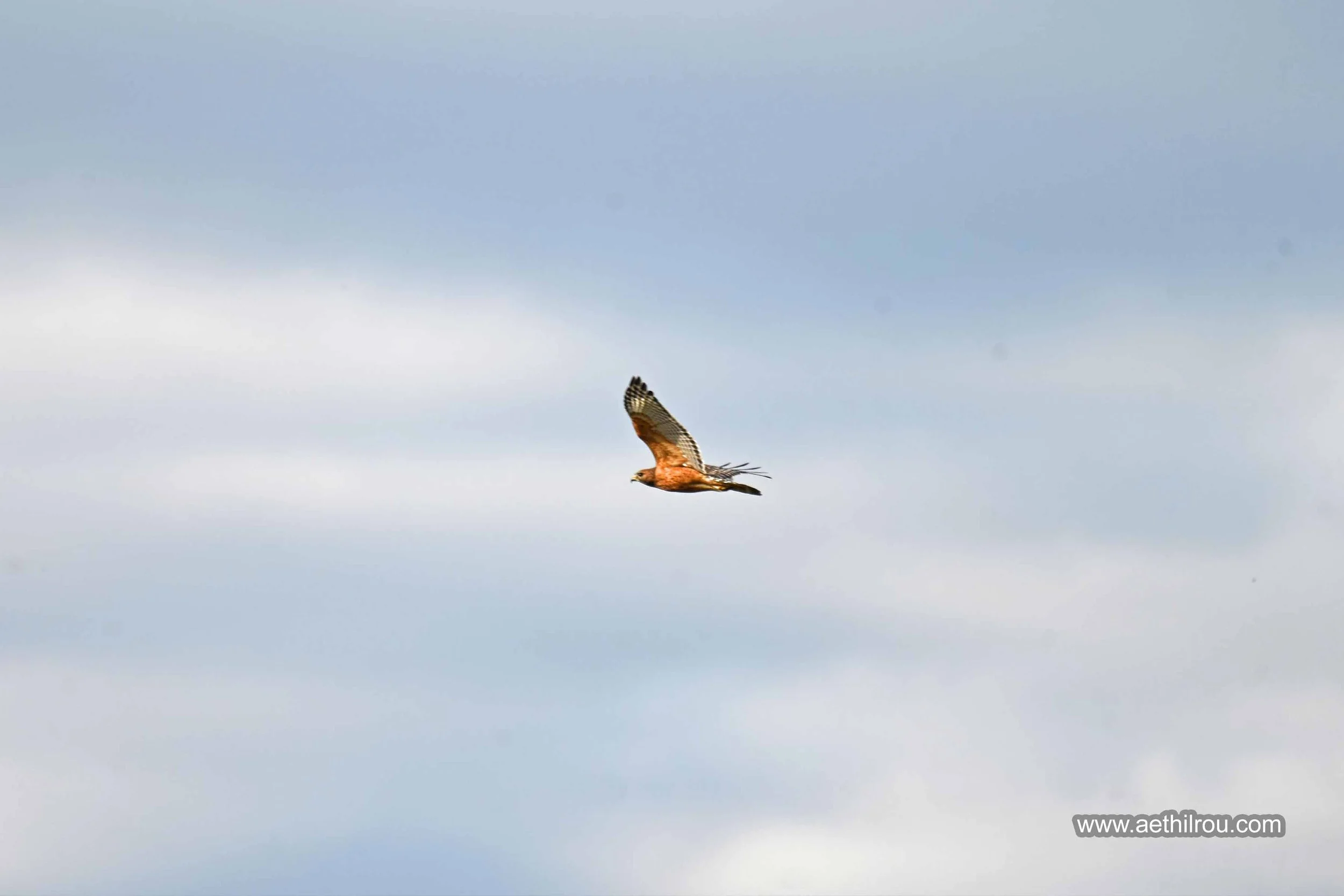 Red-shouldered Hawk