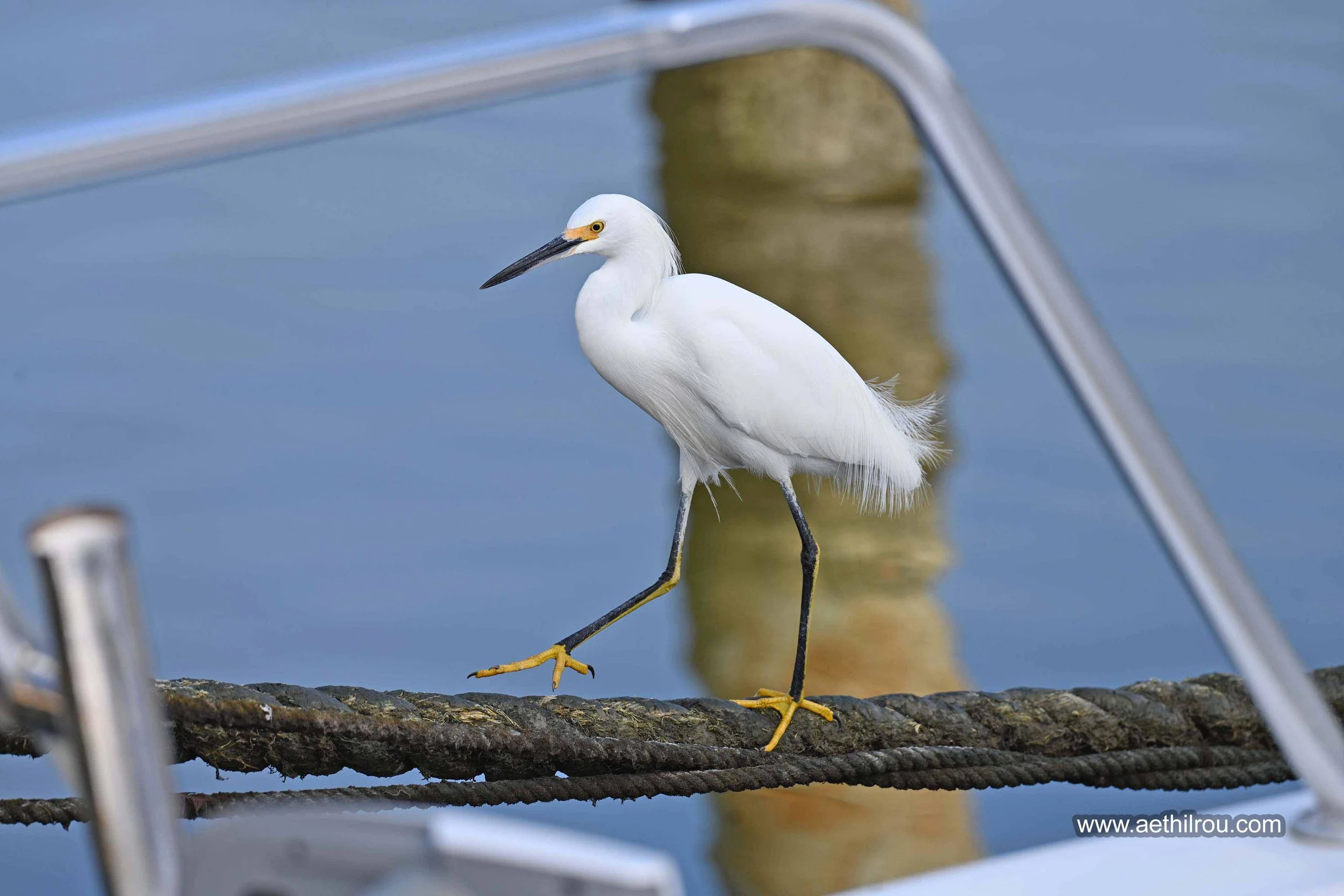 Snowy Egret