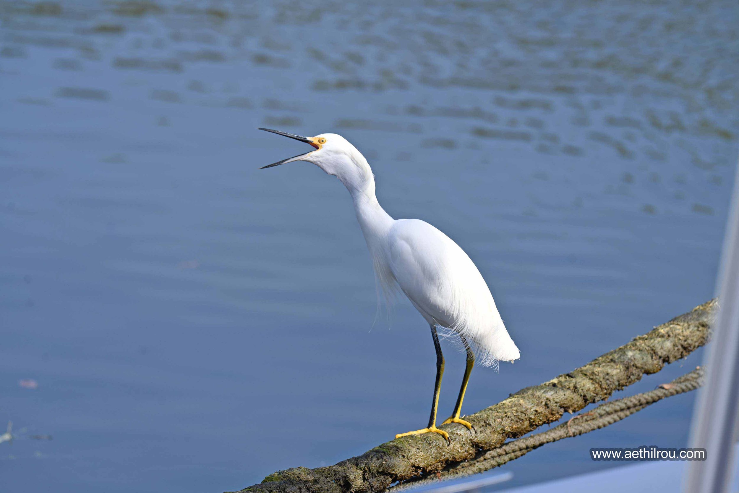 Egret1ae.jpg