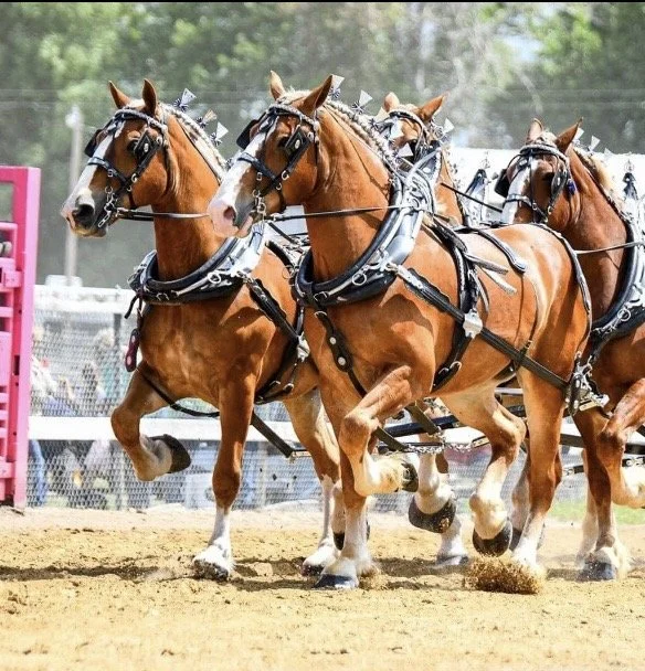 A team of four brown horses with white markings on their faces, harnessed together and running in a race on a dirt track.