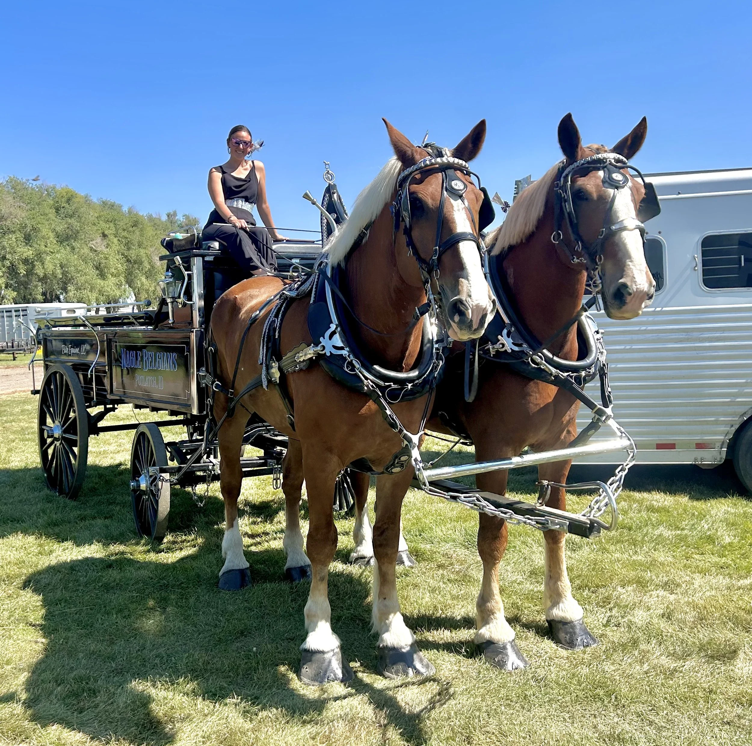 A woman sitting on a horse-drawn carriage with two large brown horses in a grassy outdoor area under a clear blue sky.
