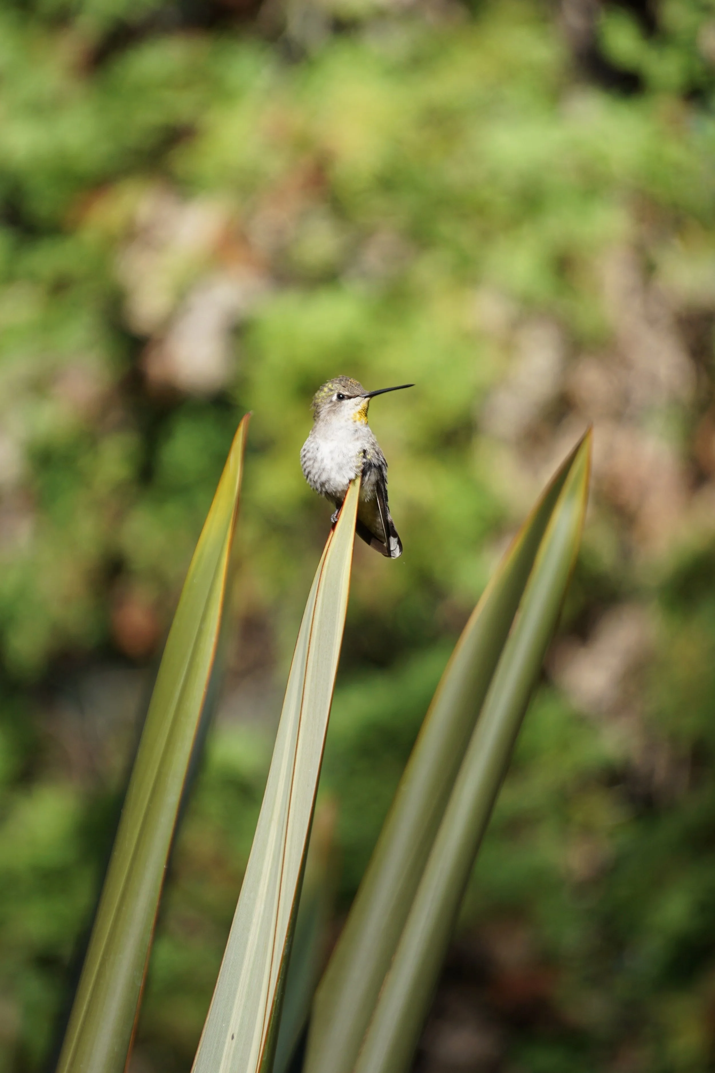 imgi_100_DSC04564.jpg
