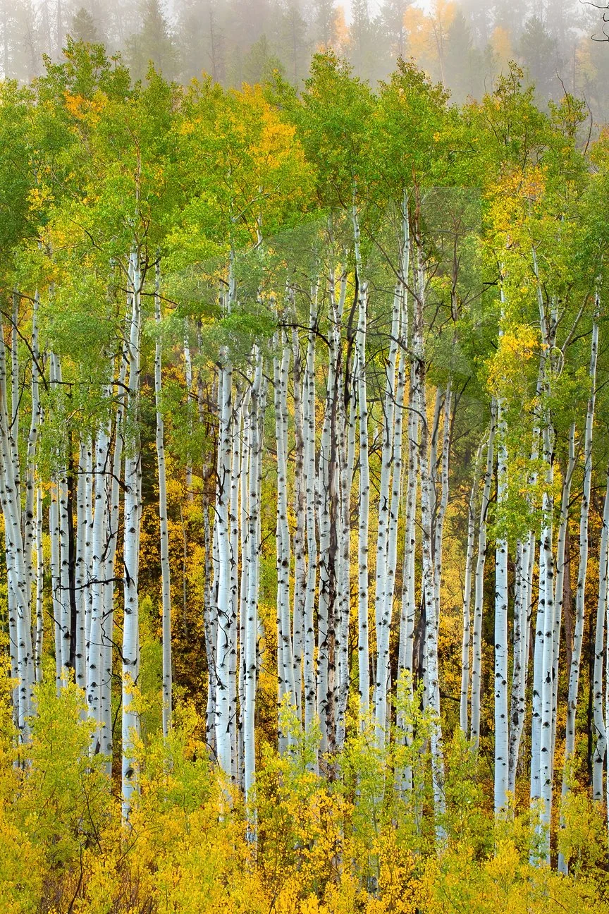 A dense forest of tall, white-barked trees with green and yellow leaves, with mist in the background.