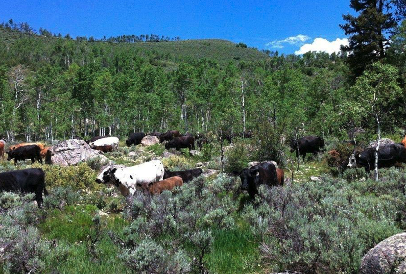 Cattle grazing in a lush, green, mountainous landscape with tall trees and rocks.