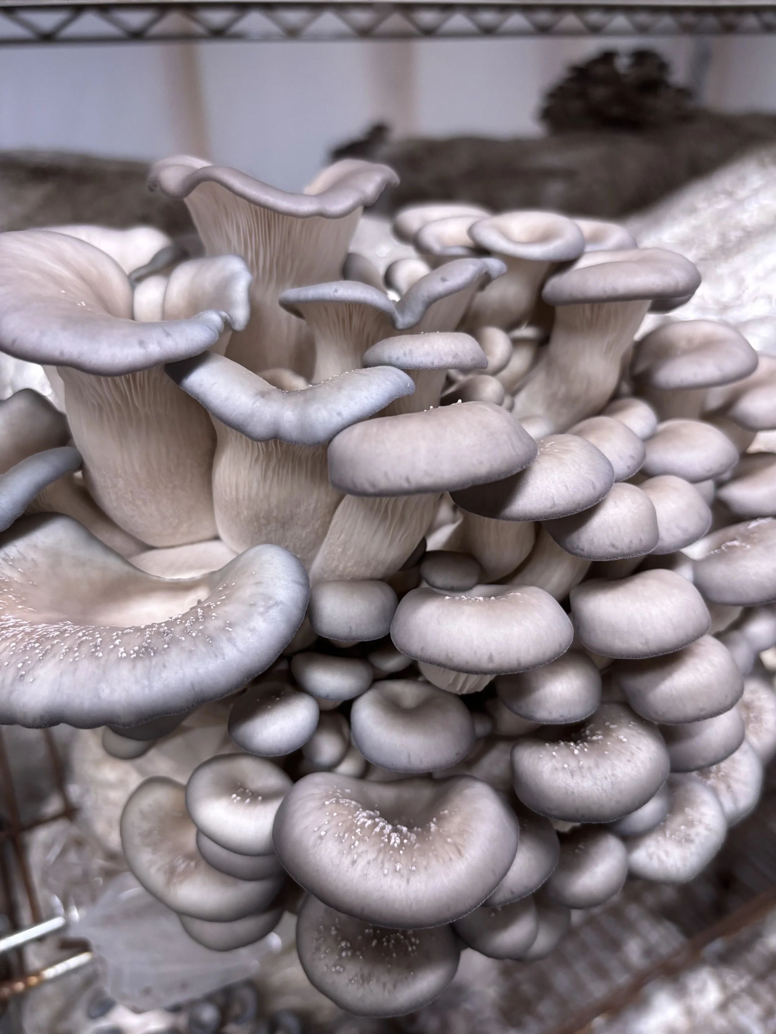 Cluster of grayish mushrooms growing on a log.