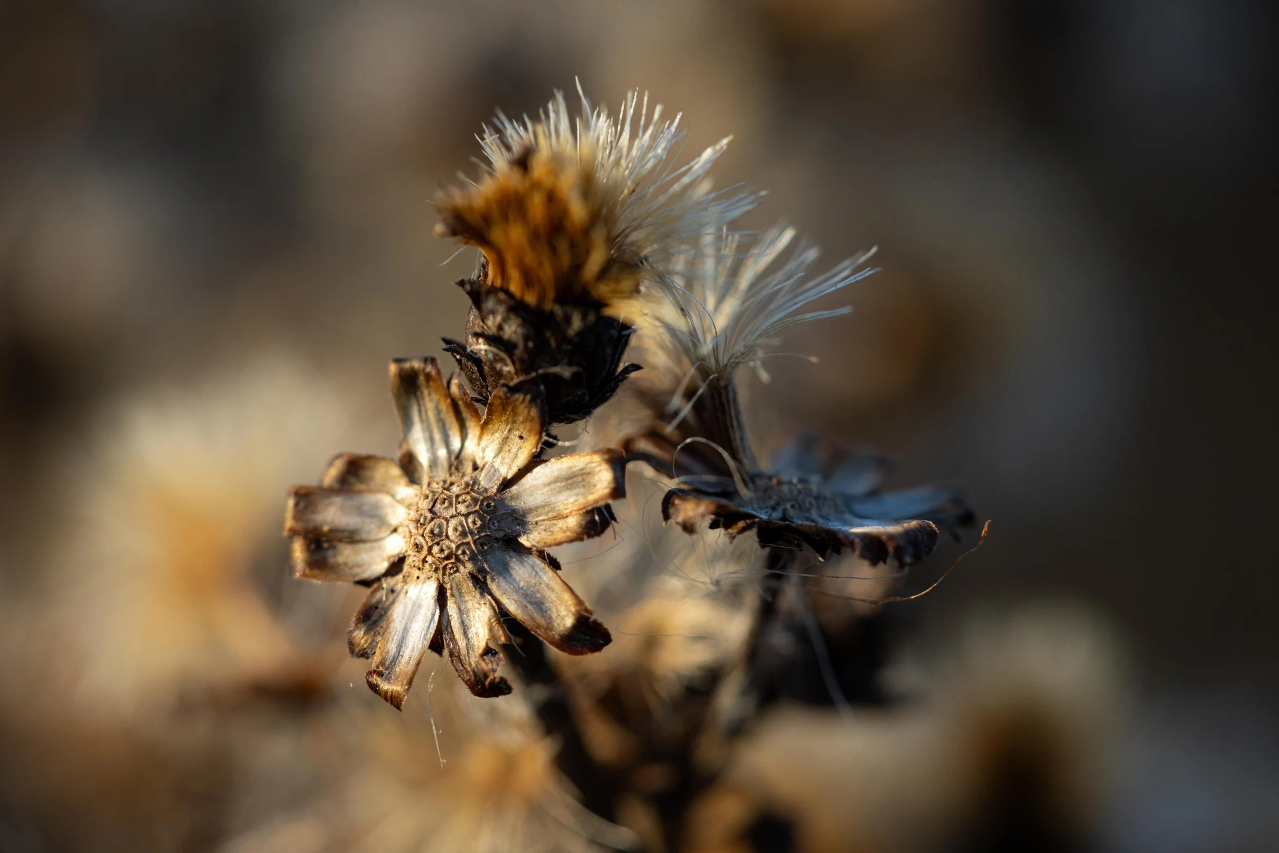 Wildflowers-1.jpg