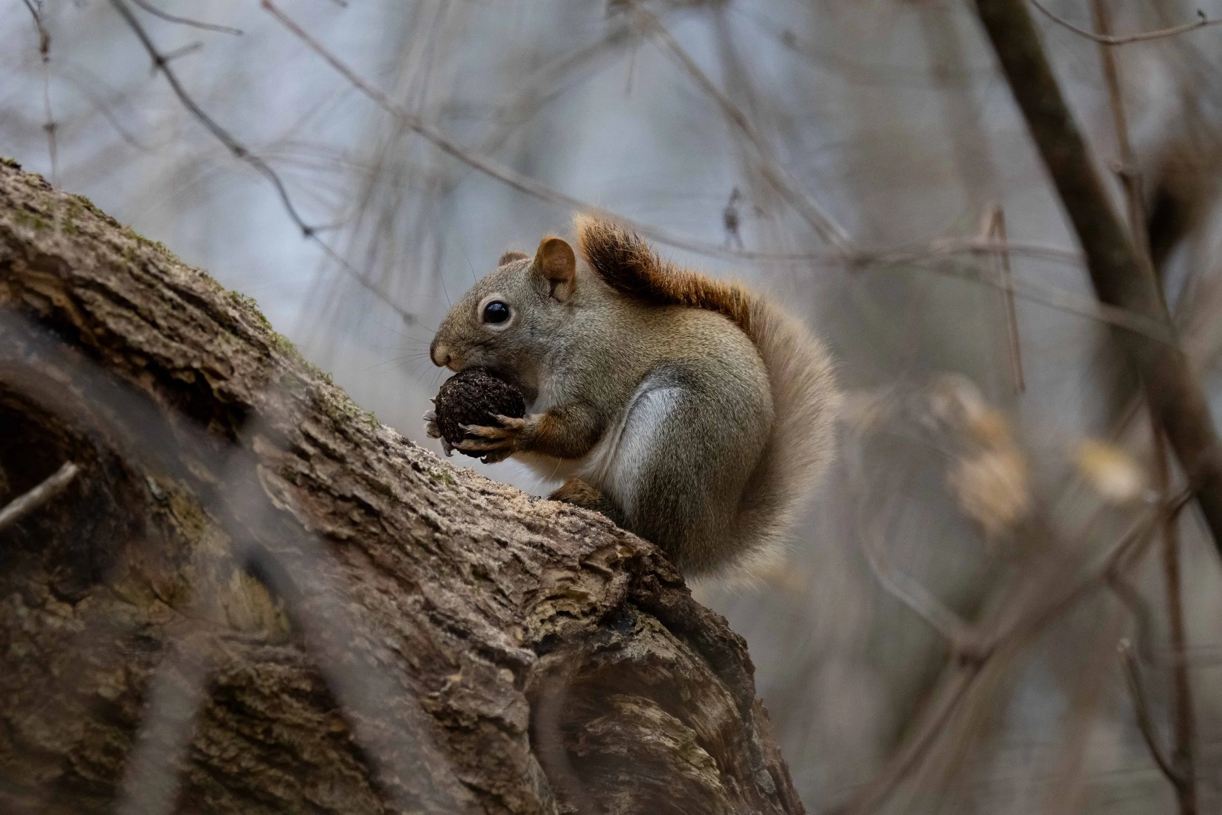 Red Squirrel with Black Walnut Closeup