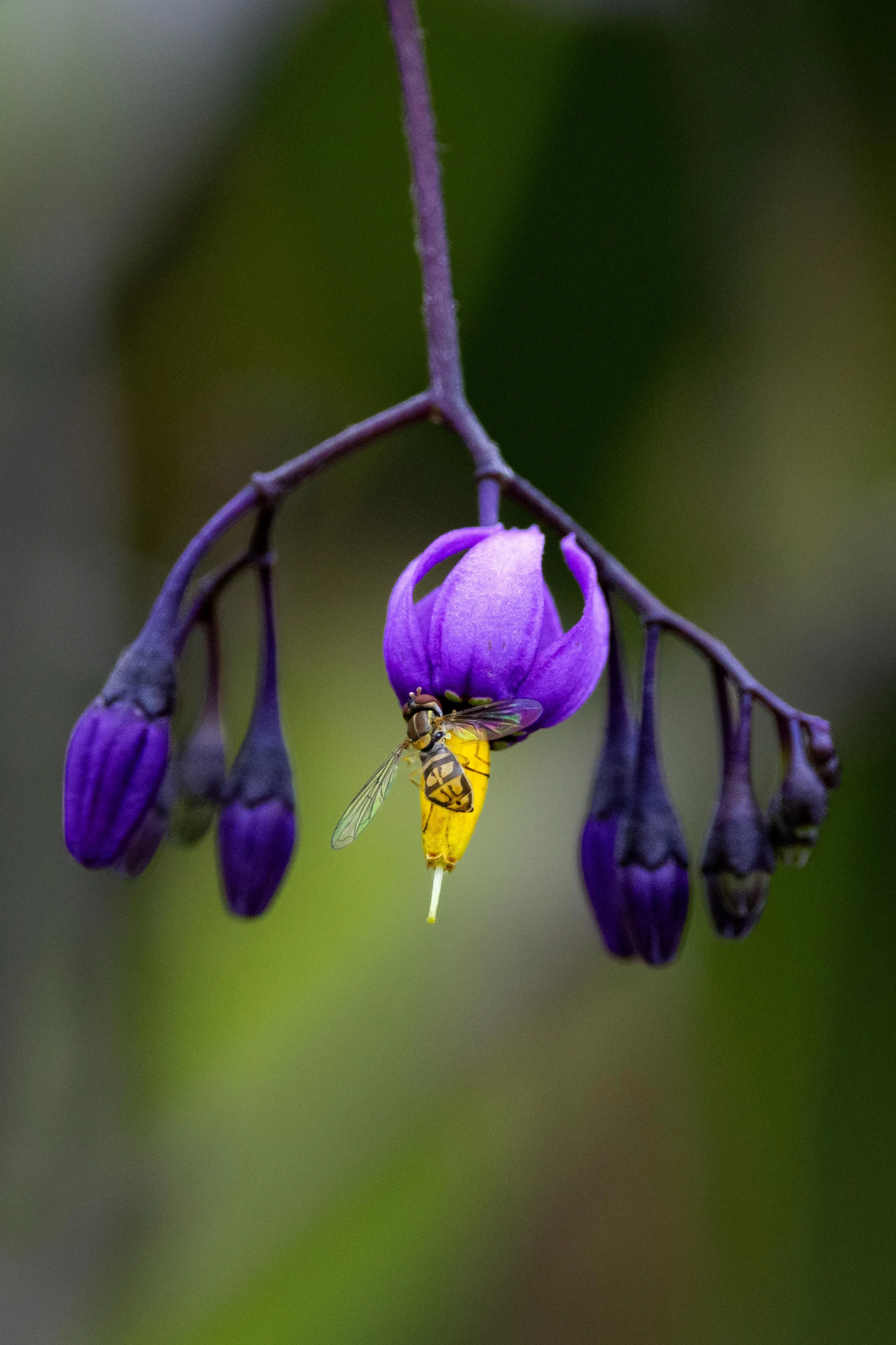 Deadly Nightshade - Vertical