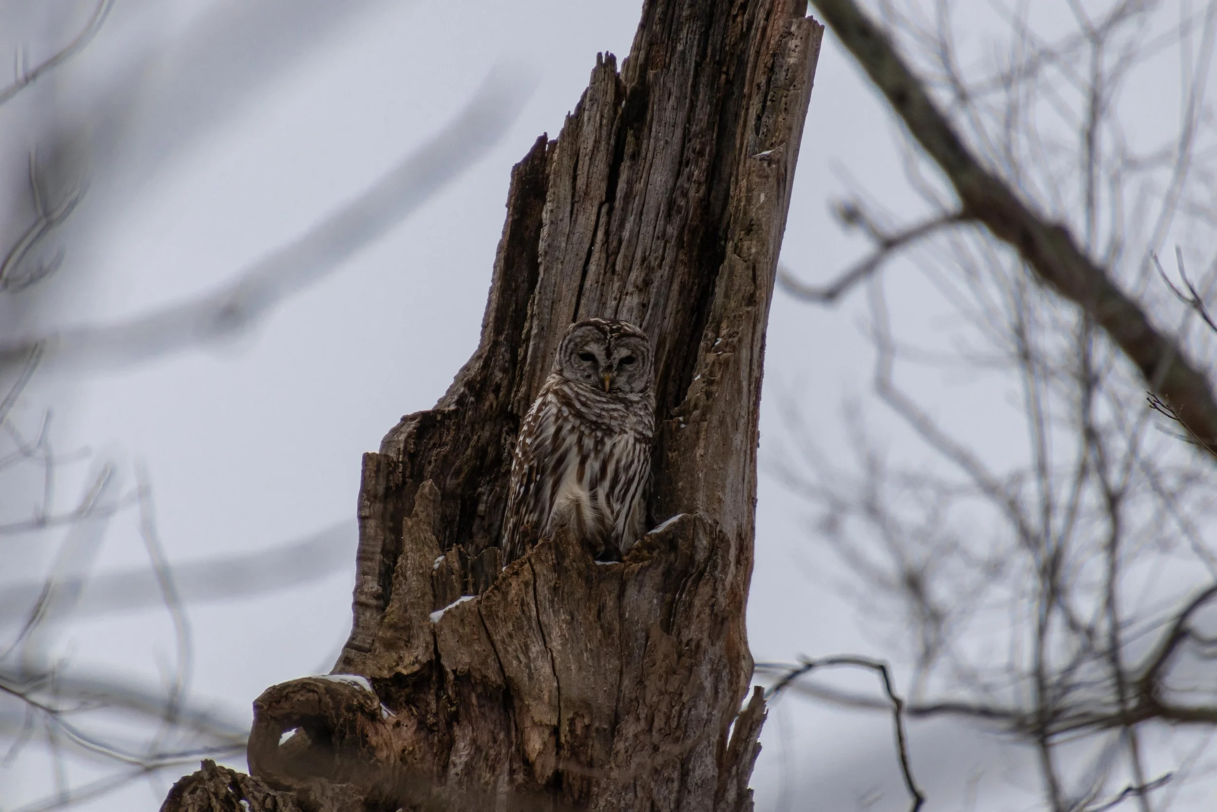 Barred Owl in Tree-2.jpg