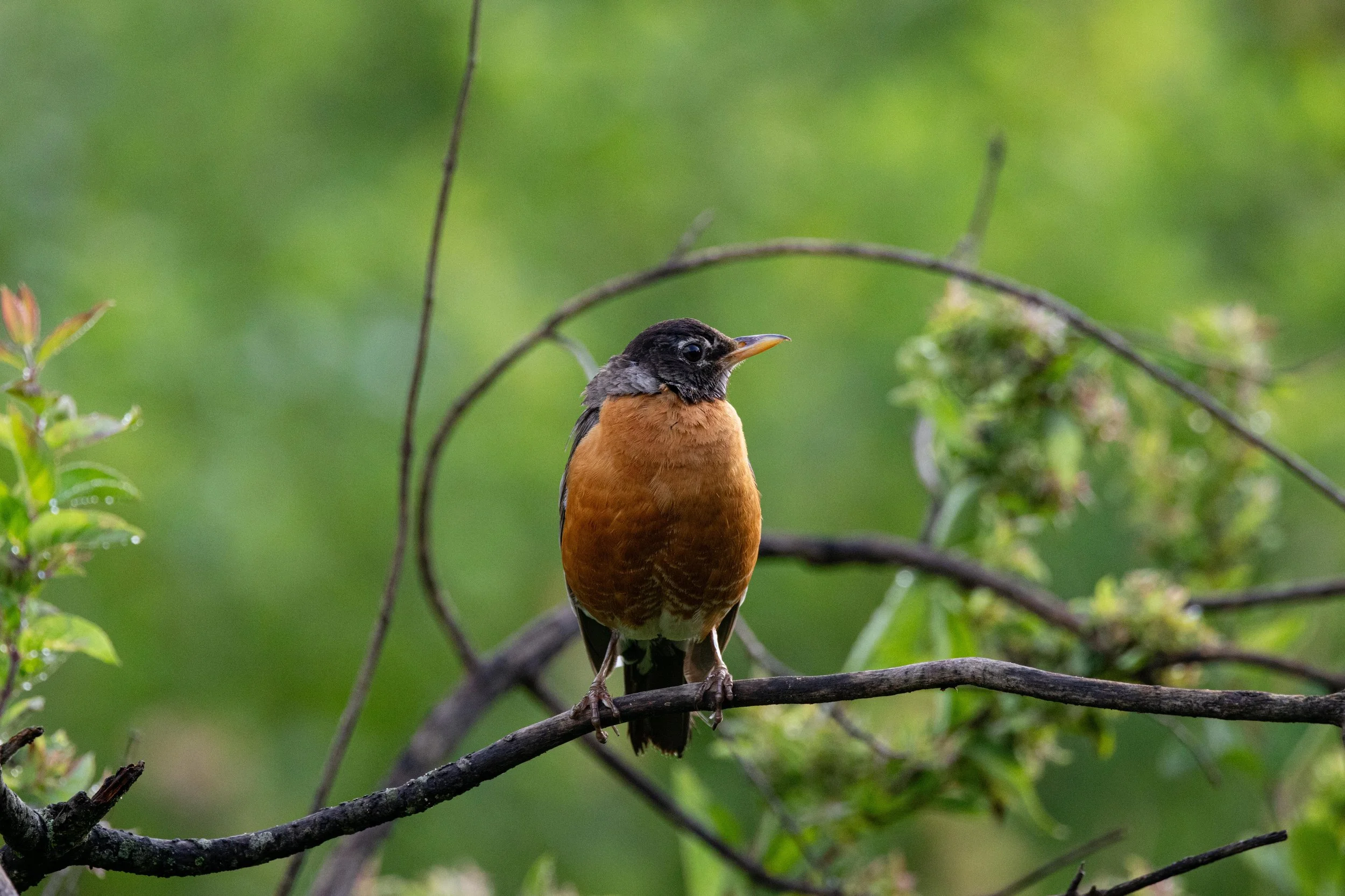 Robin on Branch-1.jpg