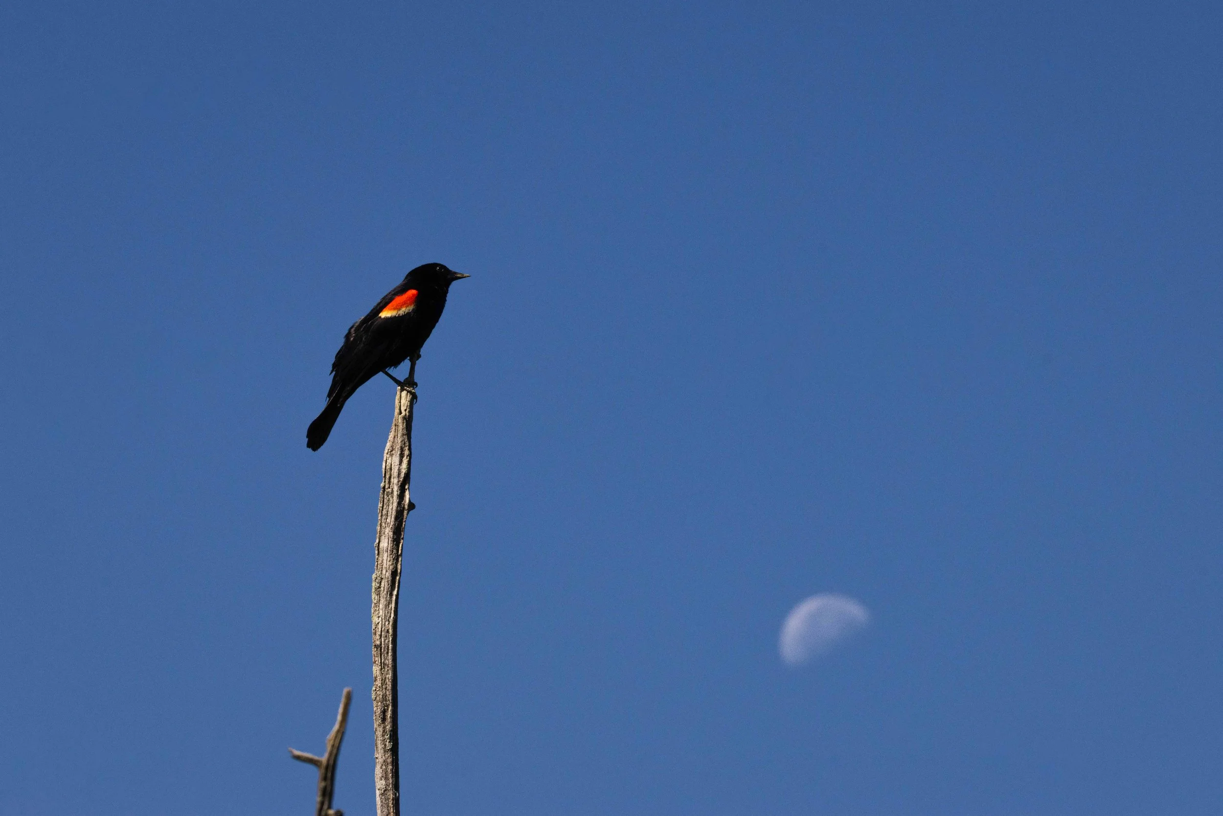 Red Winged Blackbird and the Moon