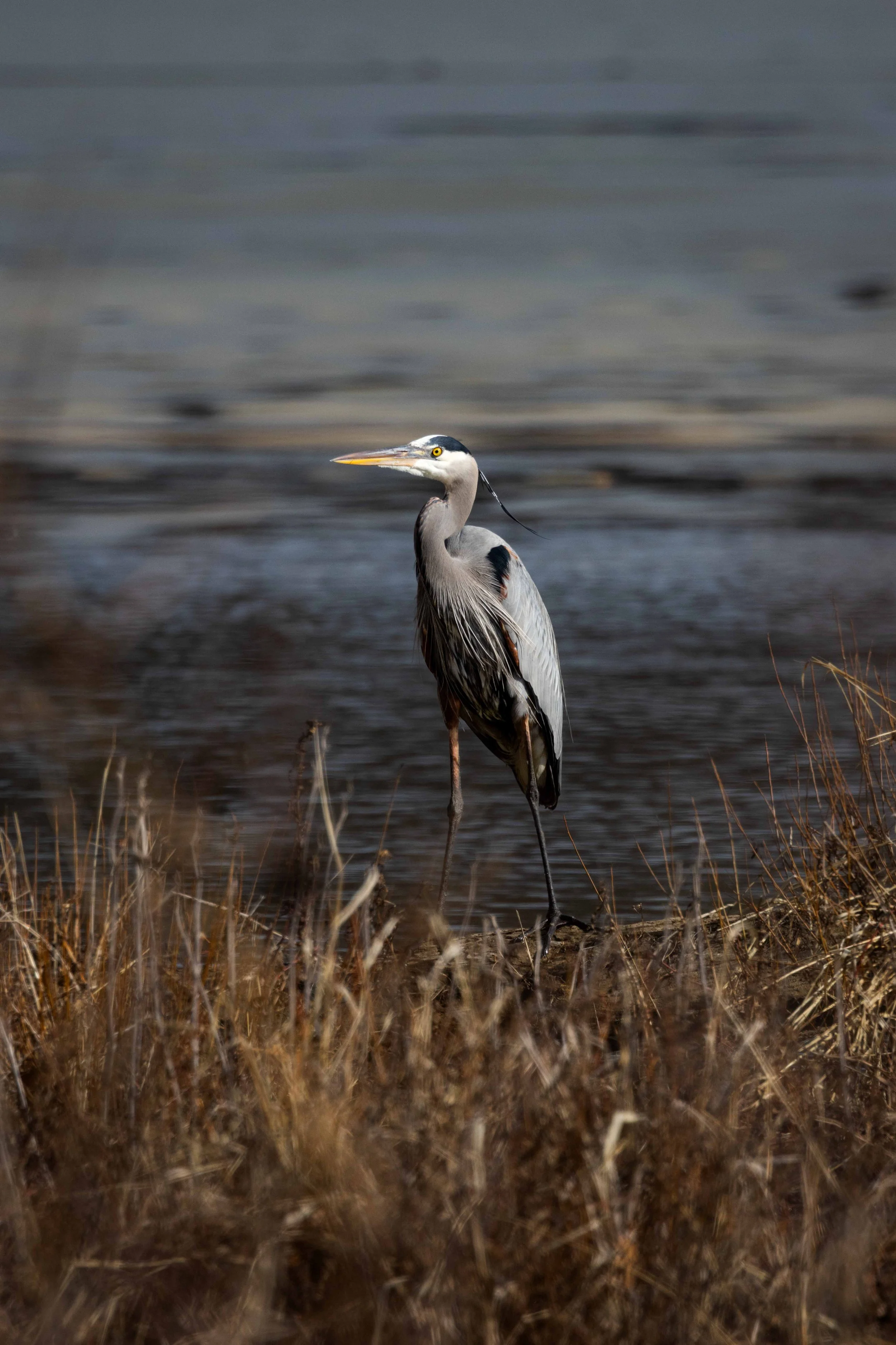Great Blue Heron - Vertical