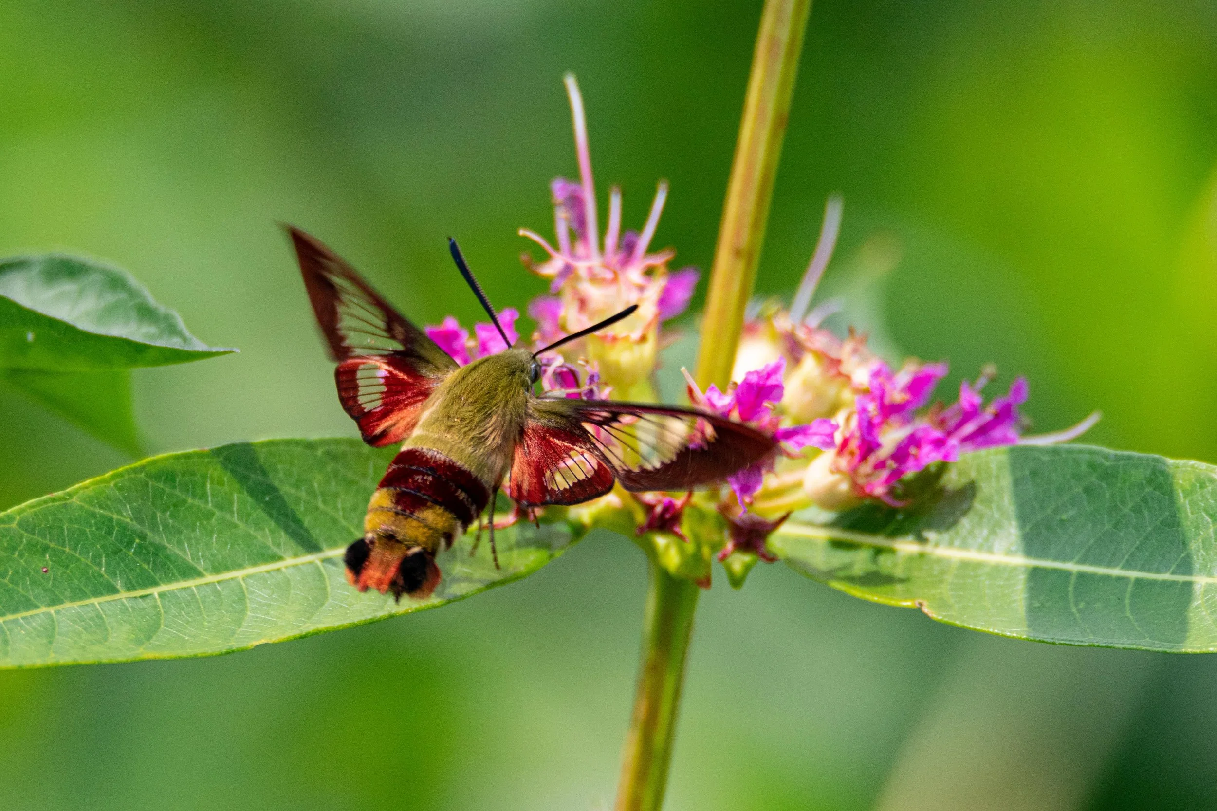 Hummingbird Moth on Flower-1.jpg