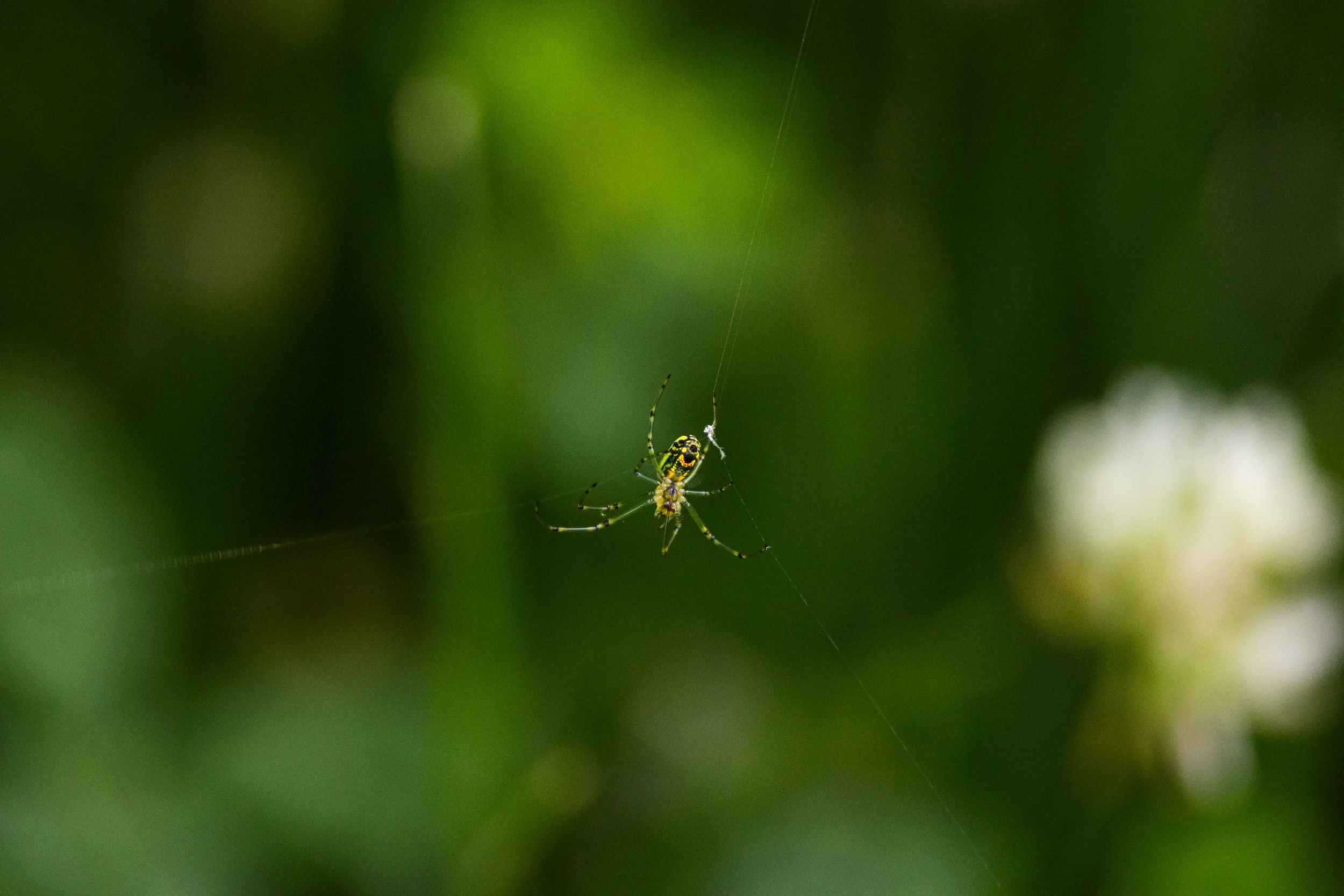 Suspended Orchard Orbweaver