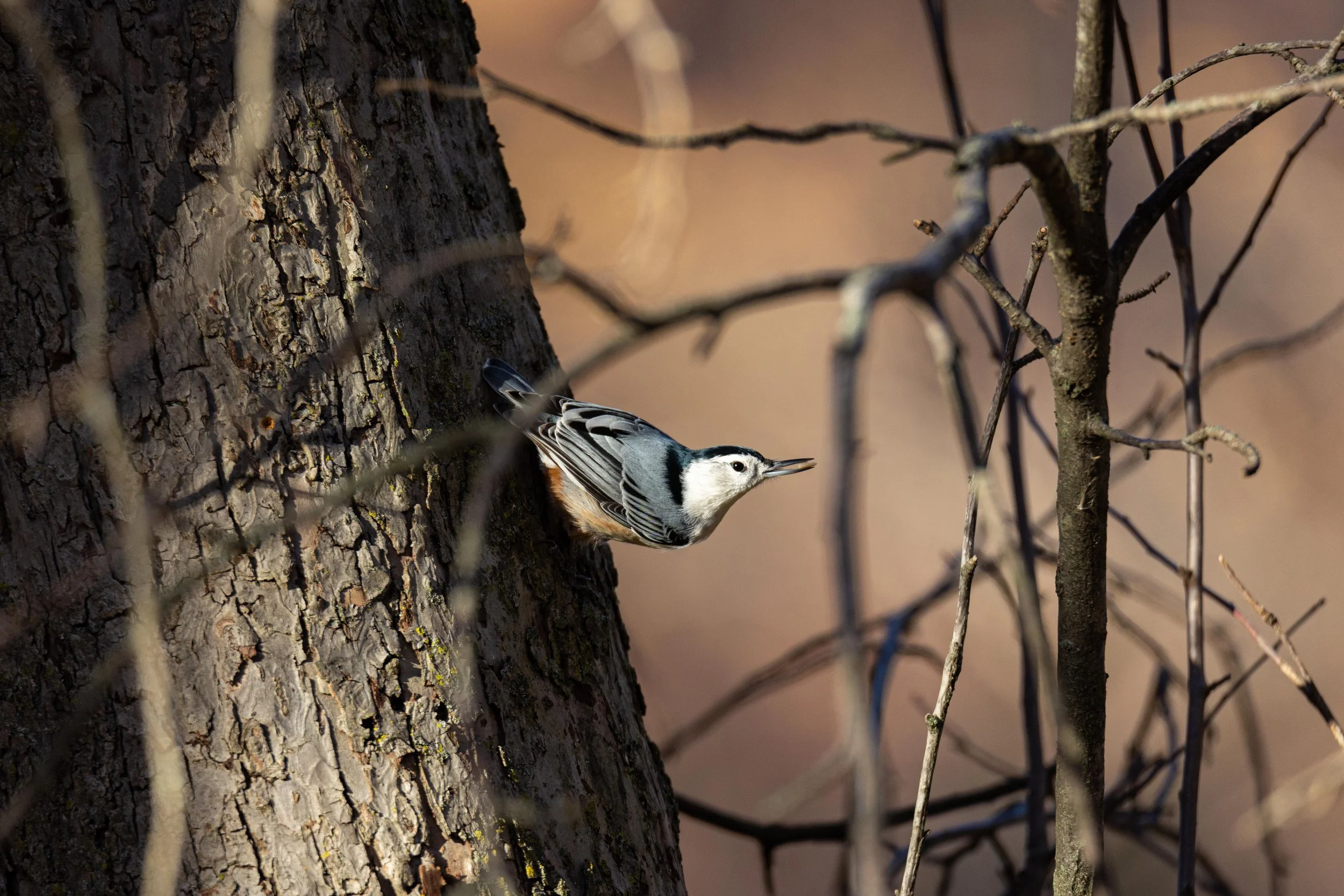 White Breasted Nuthatch on Tree-1.jpg