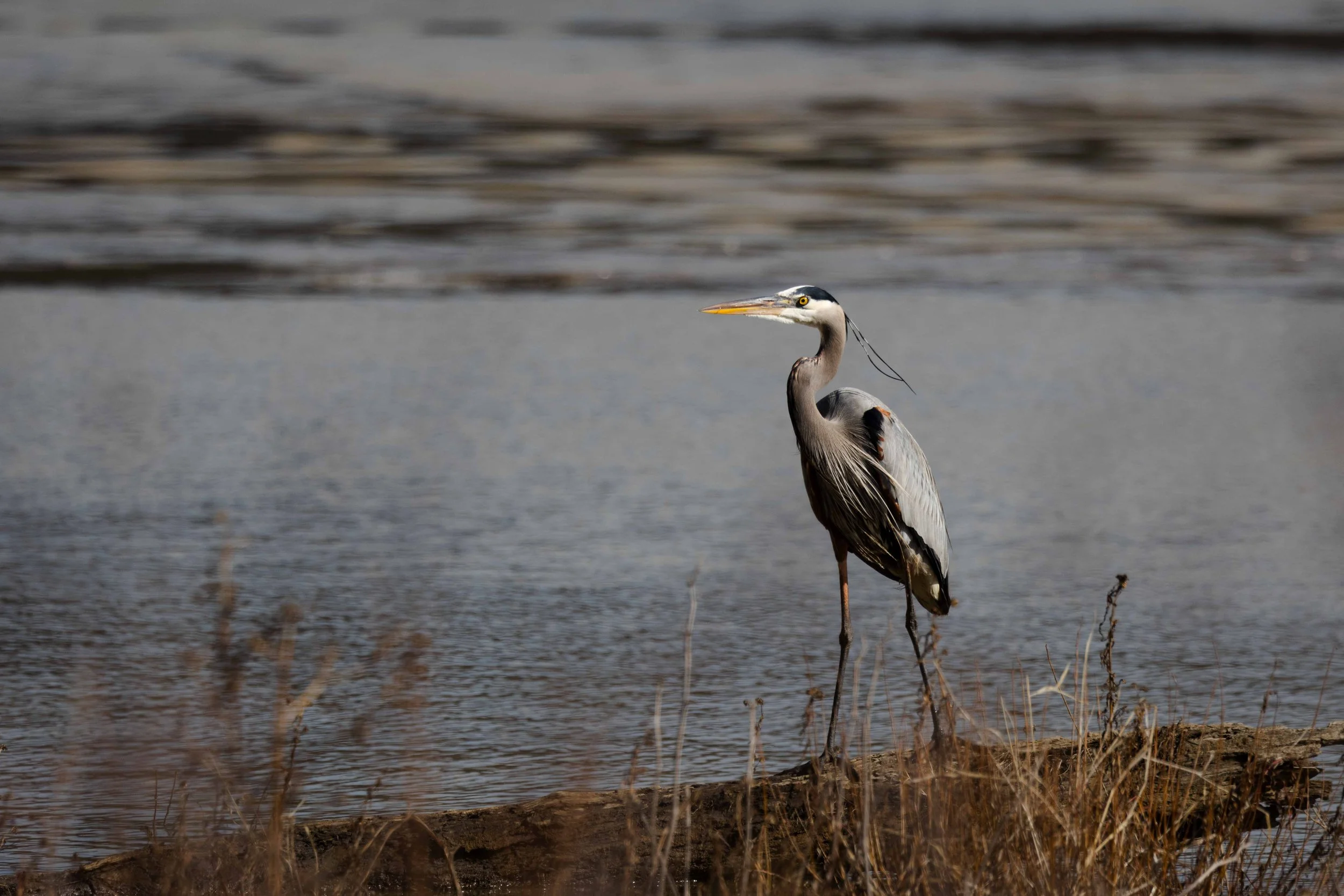 Great Blue Heron in the Brush