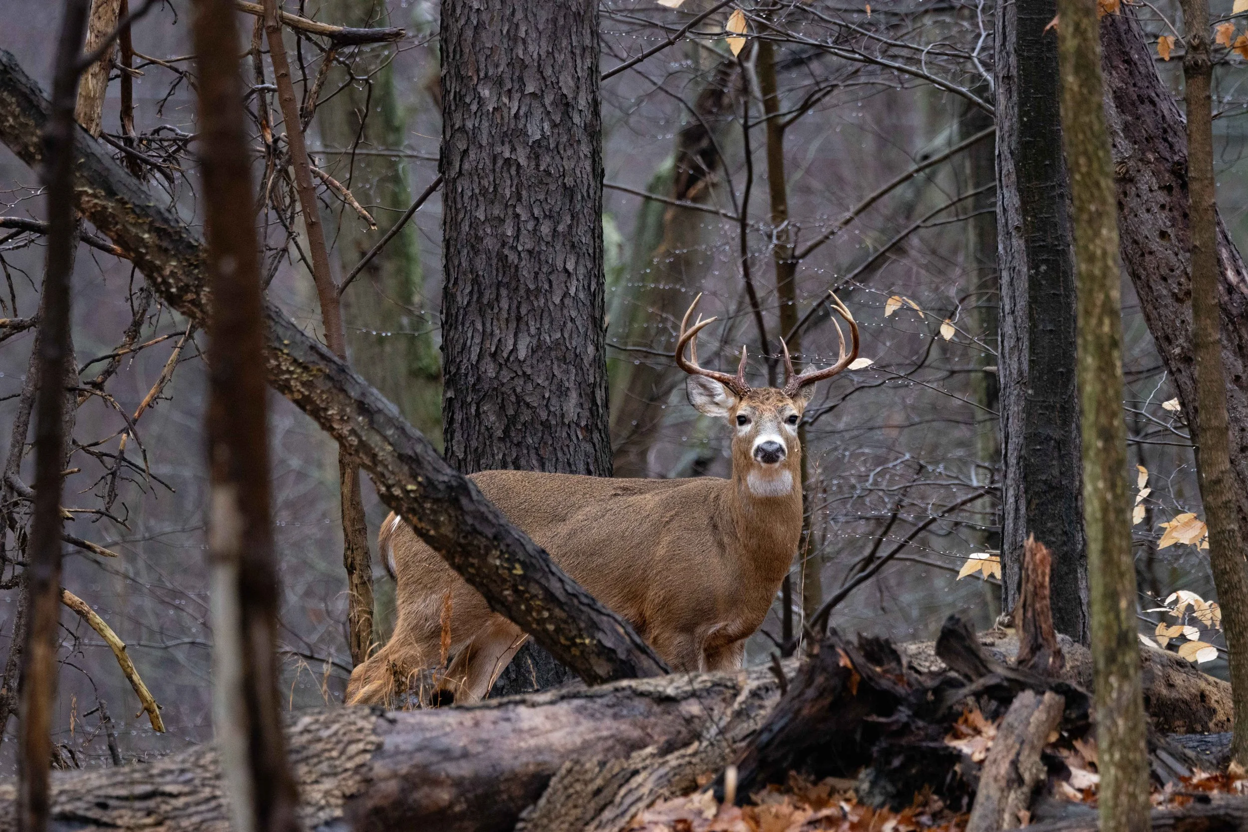 8 Point Buck-1.jpg