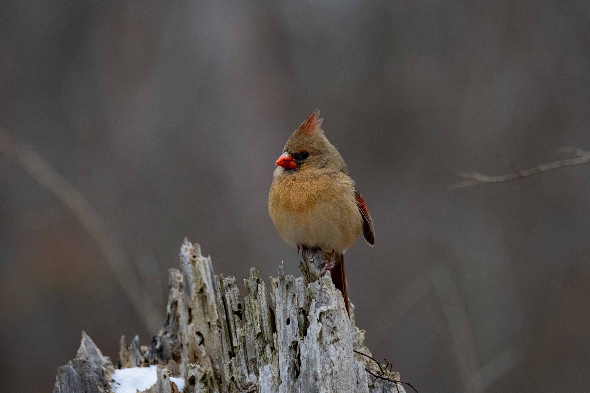 Female Cardinal on Stump