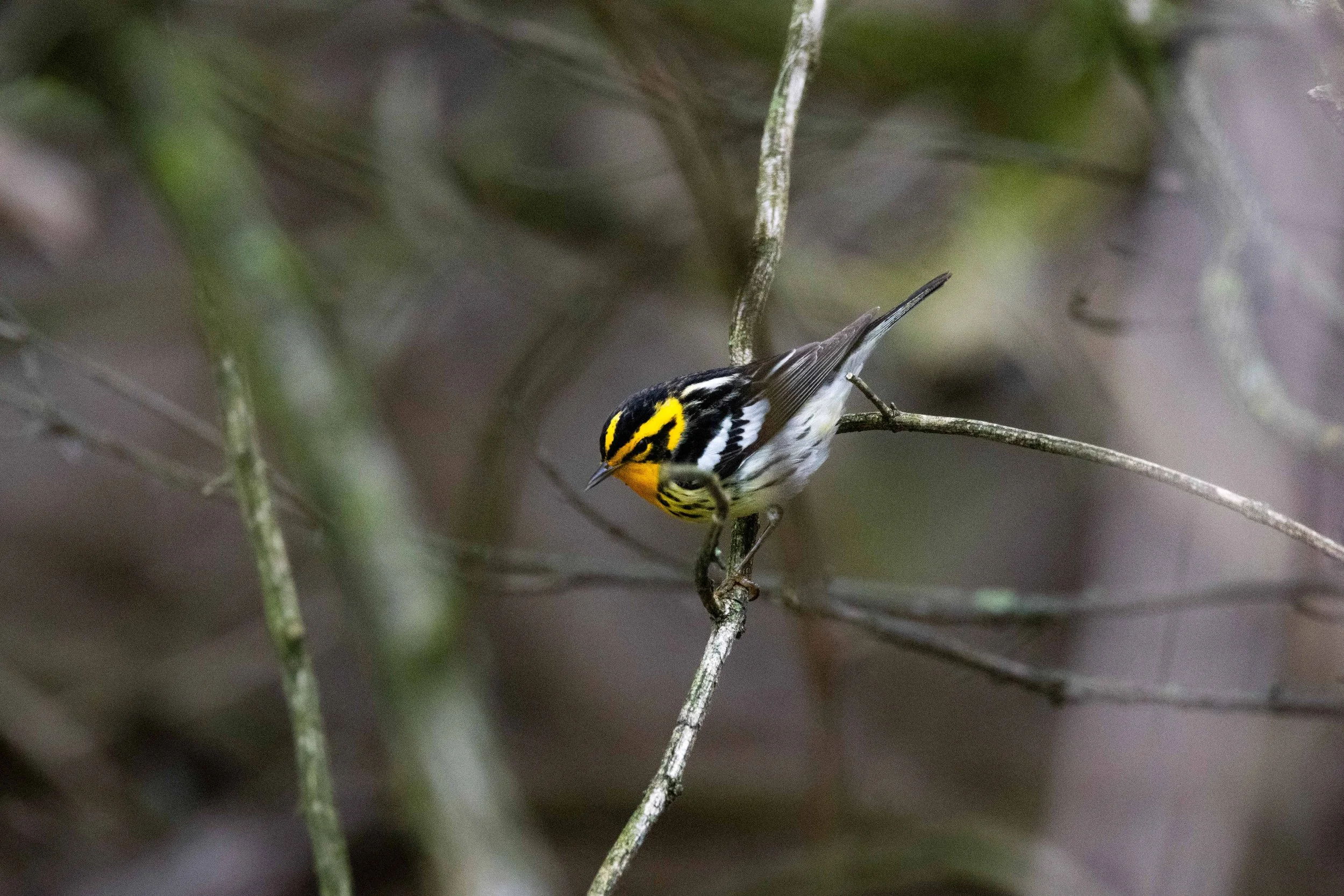Lakefront Nature Preserve - Blackburnian Warbler in Brush-1.jpg