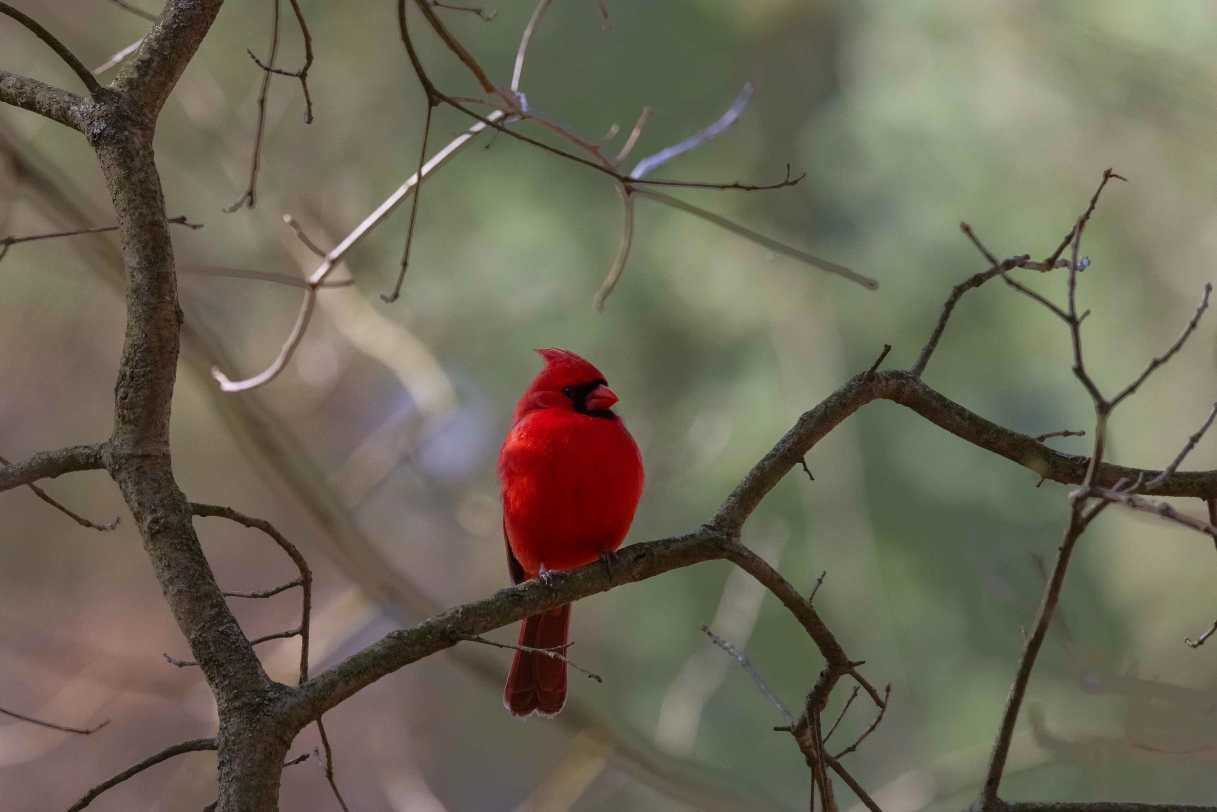Rocky River Nature Center - Cardinal on Branch.jpg