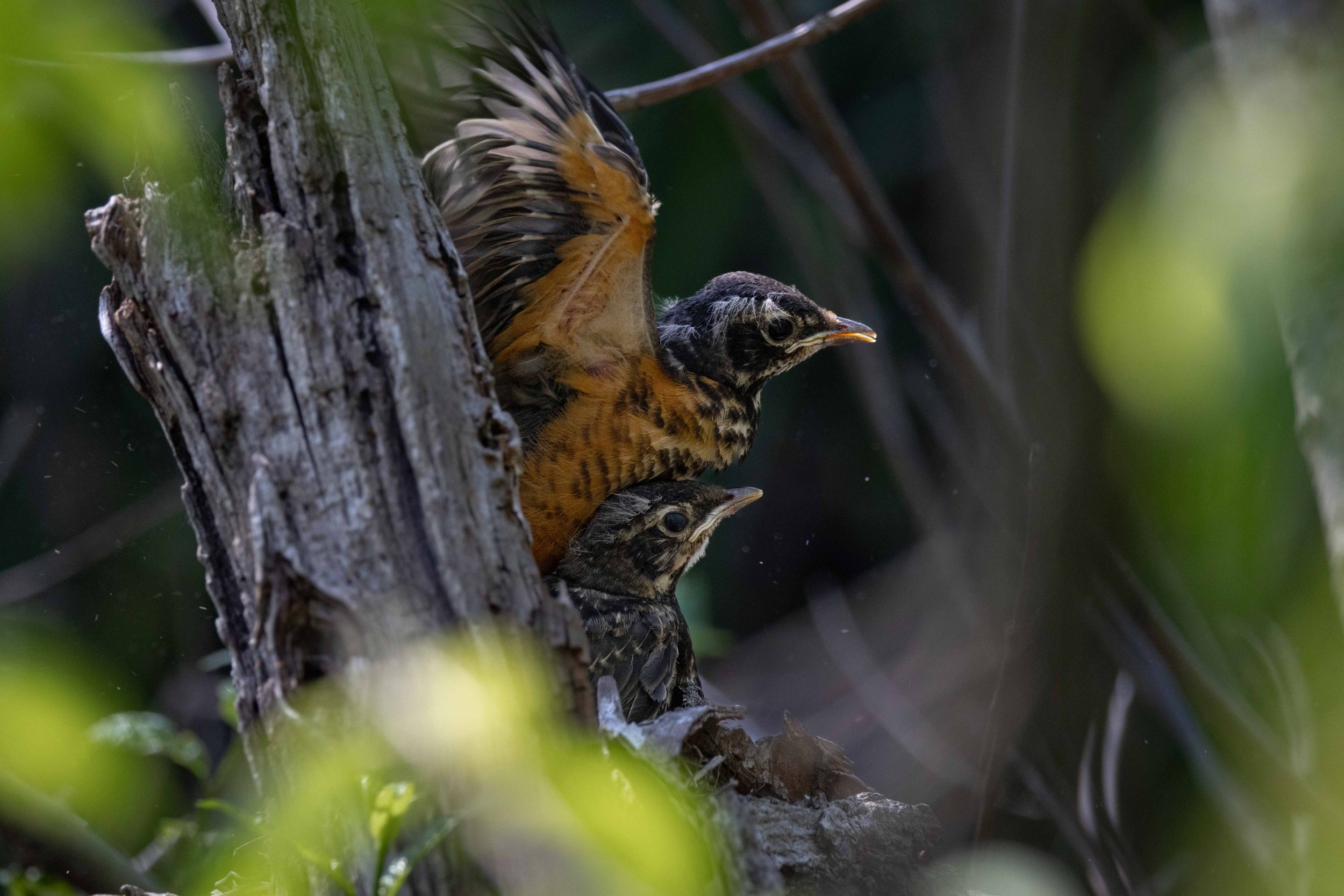 Magee Marsh - 2 Baby Robbins in Nest-1.jpg
