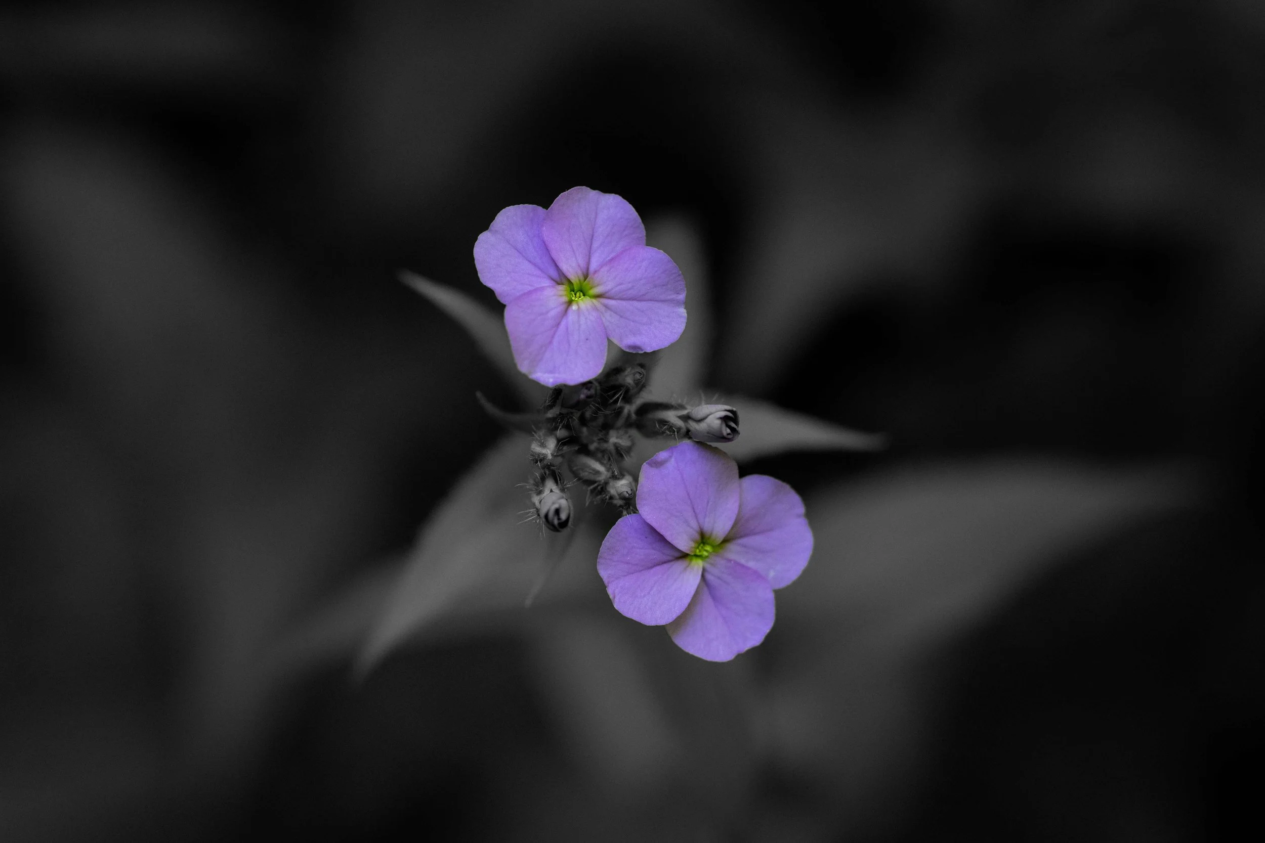 Flowers - Purple Rockcress Grey Background.jpg